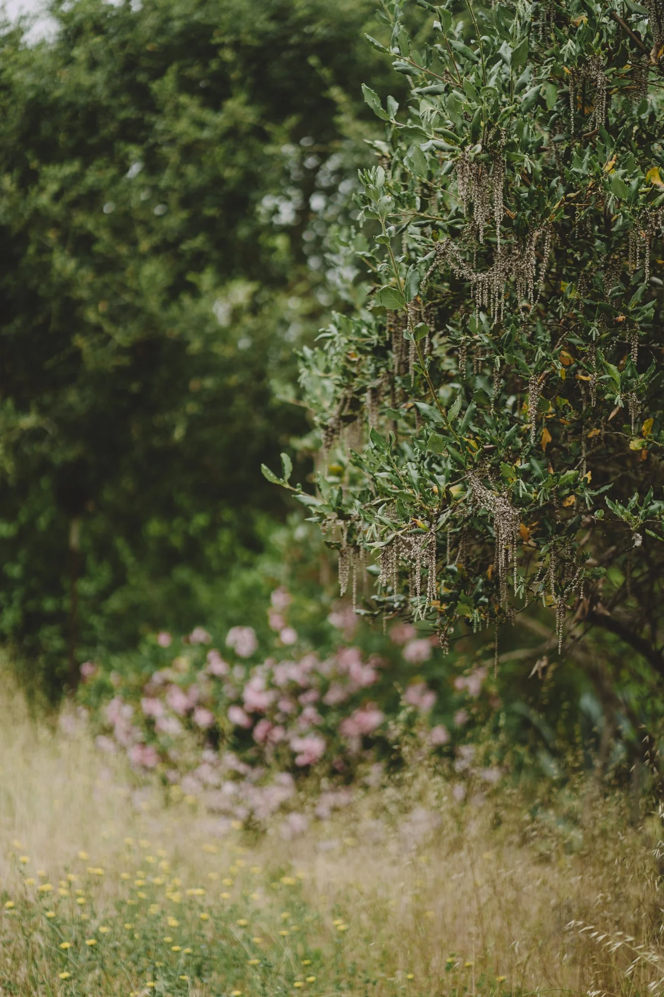 California Silk Tassel Trees let their tassels hang loose over tall dry grasses and yellow flowers.