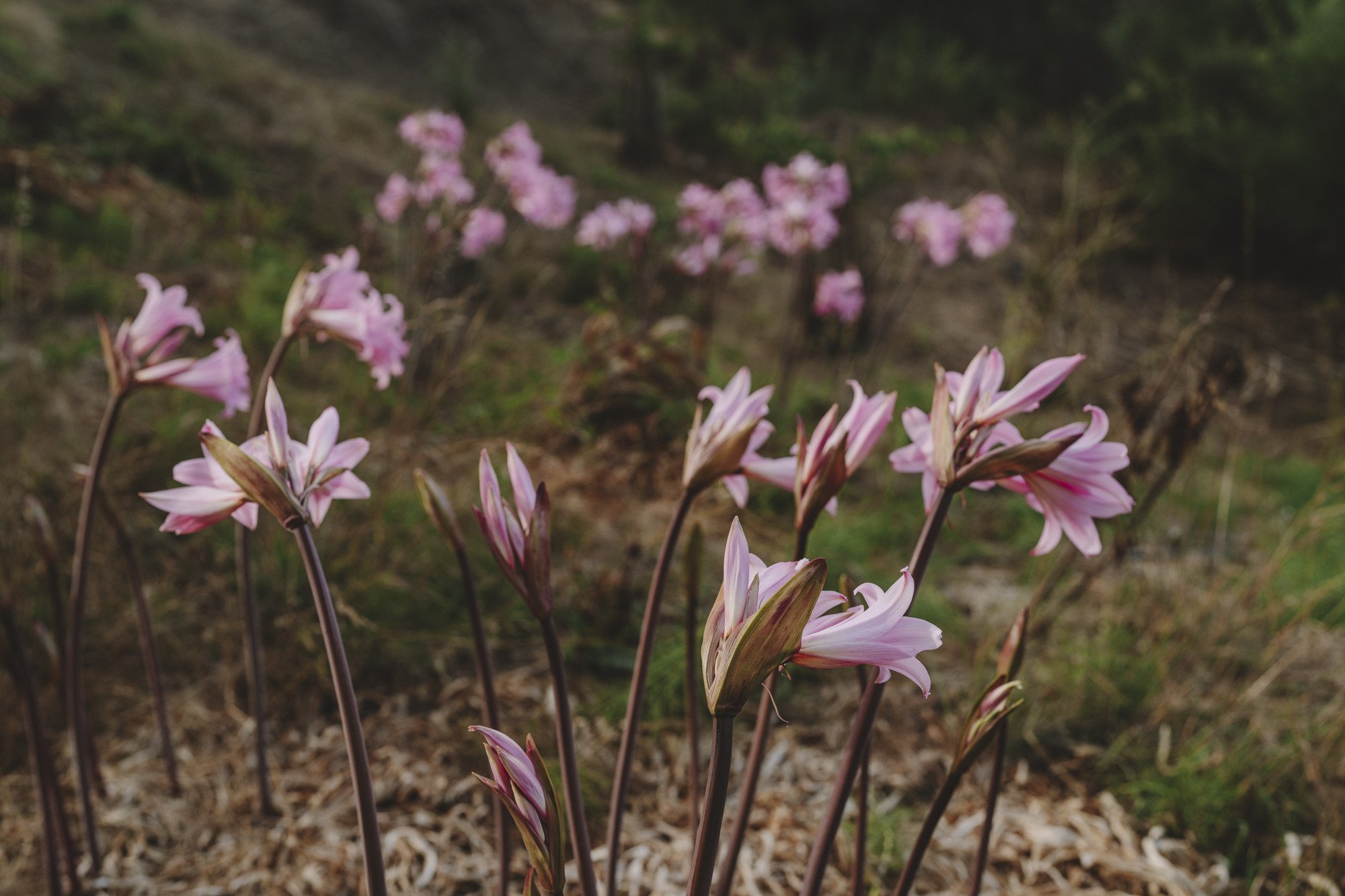 Naked Ladies (Amaryllis belladonna) bloom on a hillside, their stalks dark and leafless.