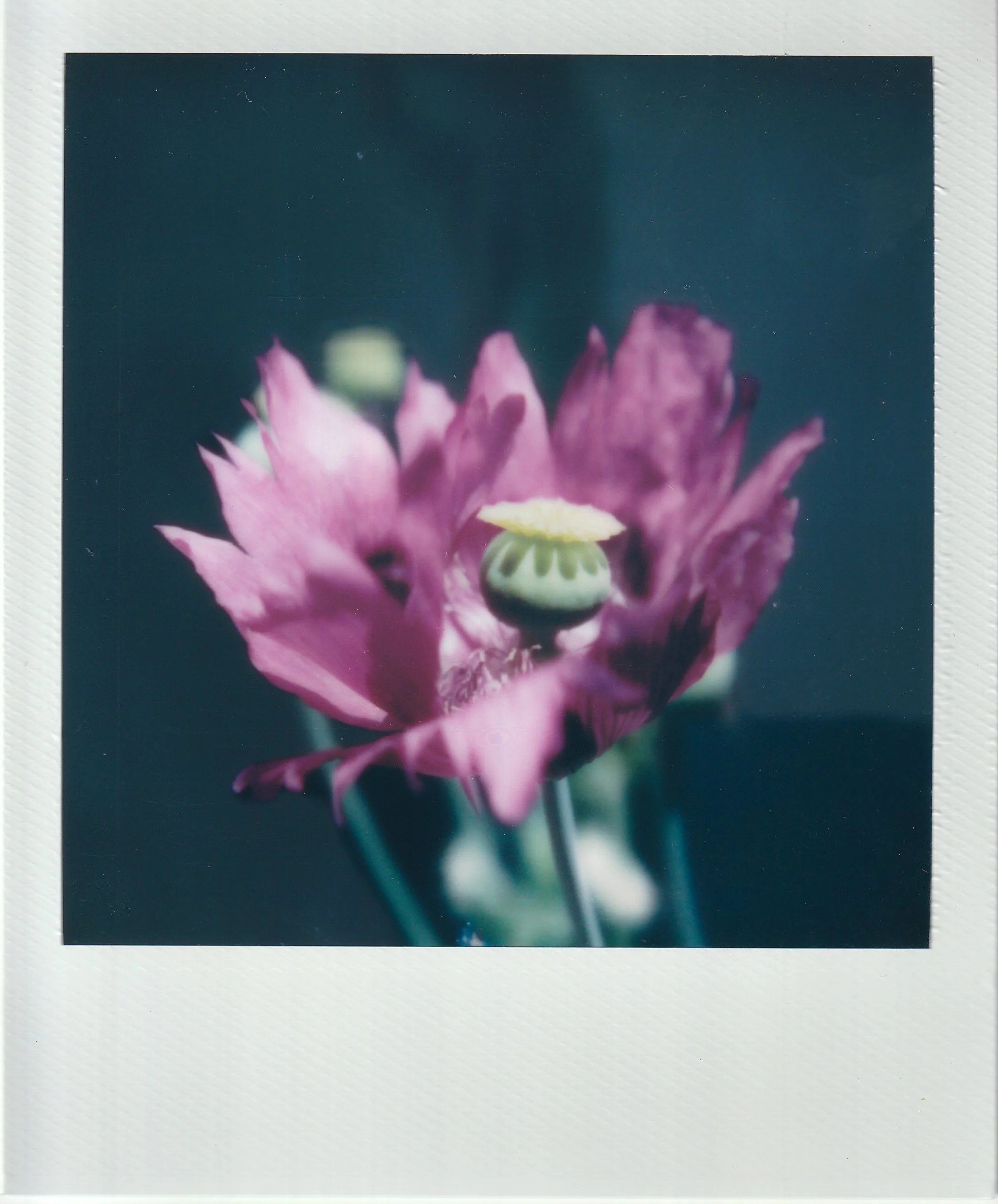 Polaroids-7.jpg