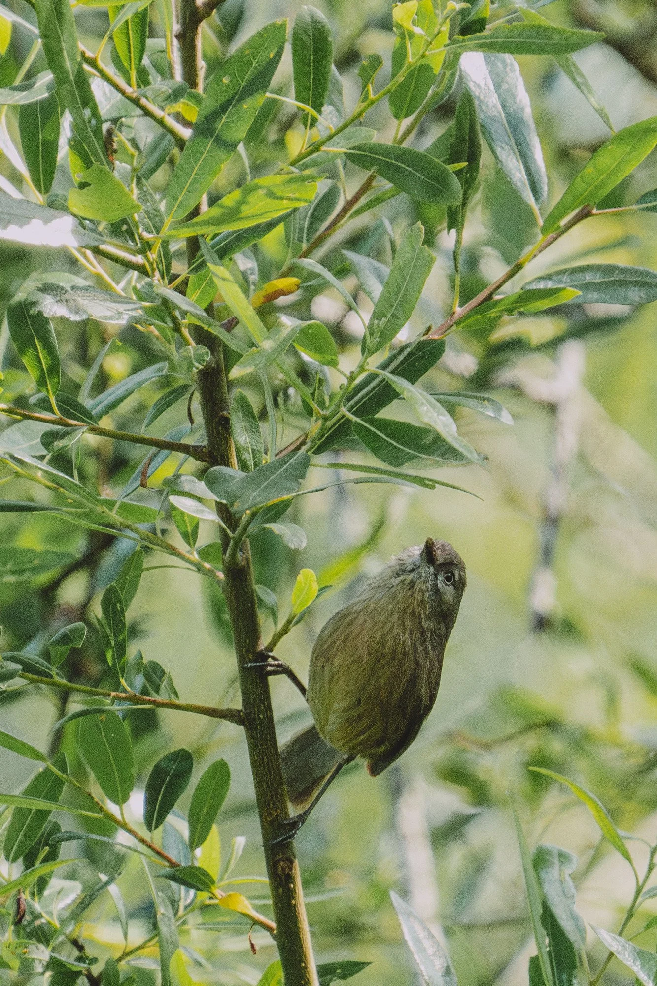 A wrentit hunts for breakfast in a bay tree.