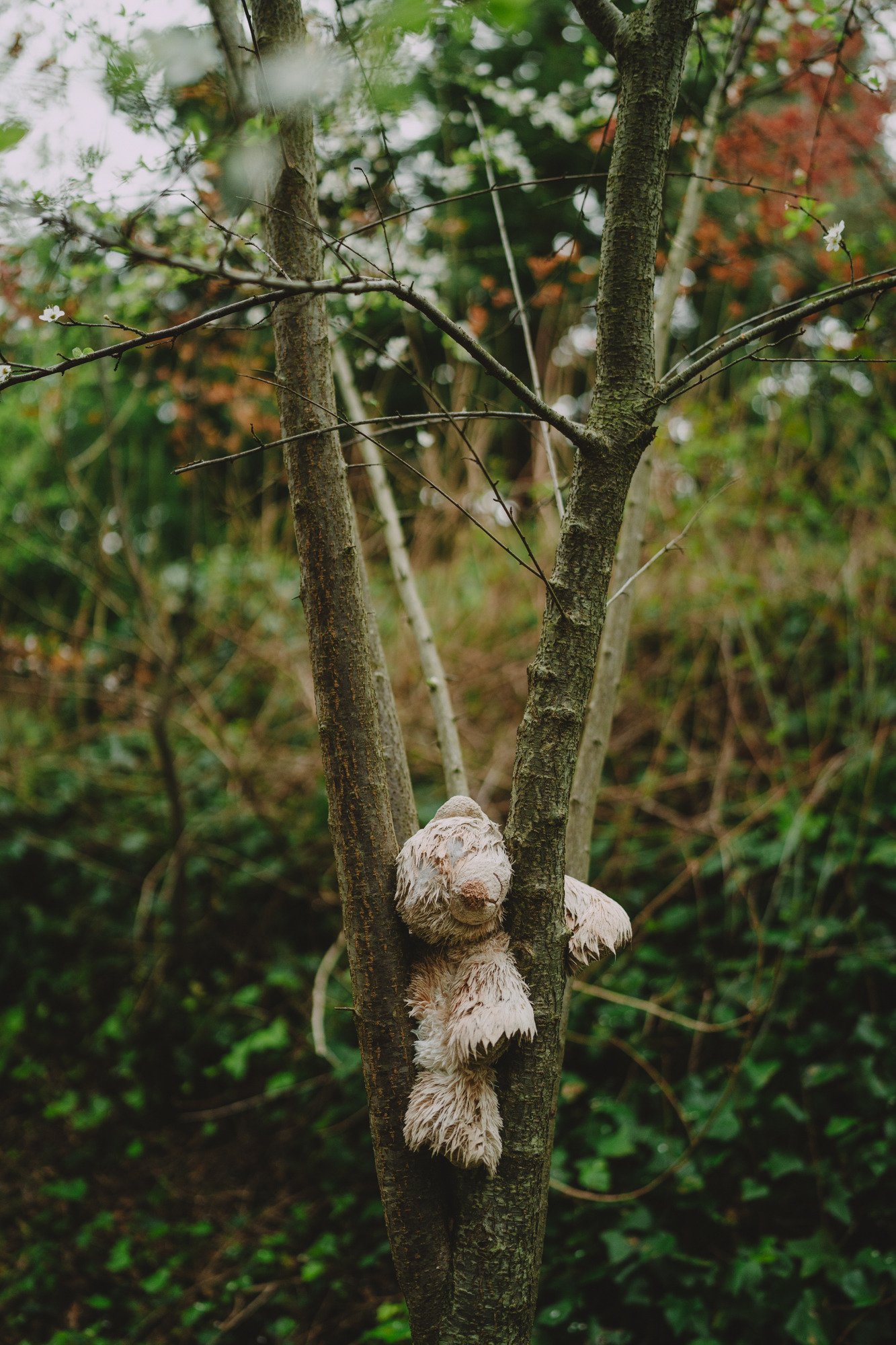 a lost stuffed bear has been left in the crook of a tree for its owner to find