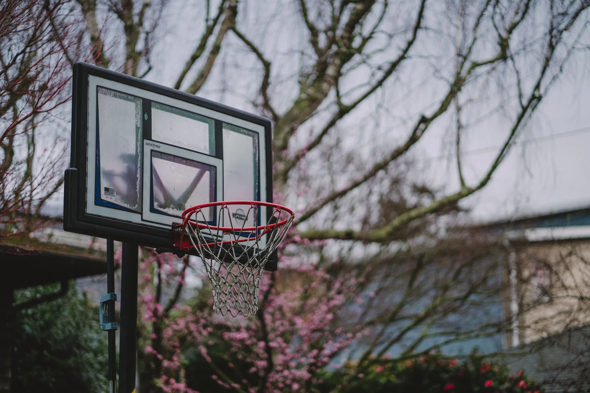 A neighborhood basketball net waits for children to return the next day, a tree flowering pinkly in the background between houses.