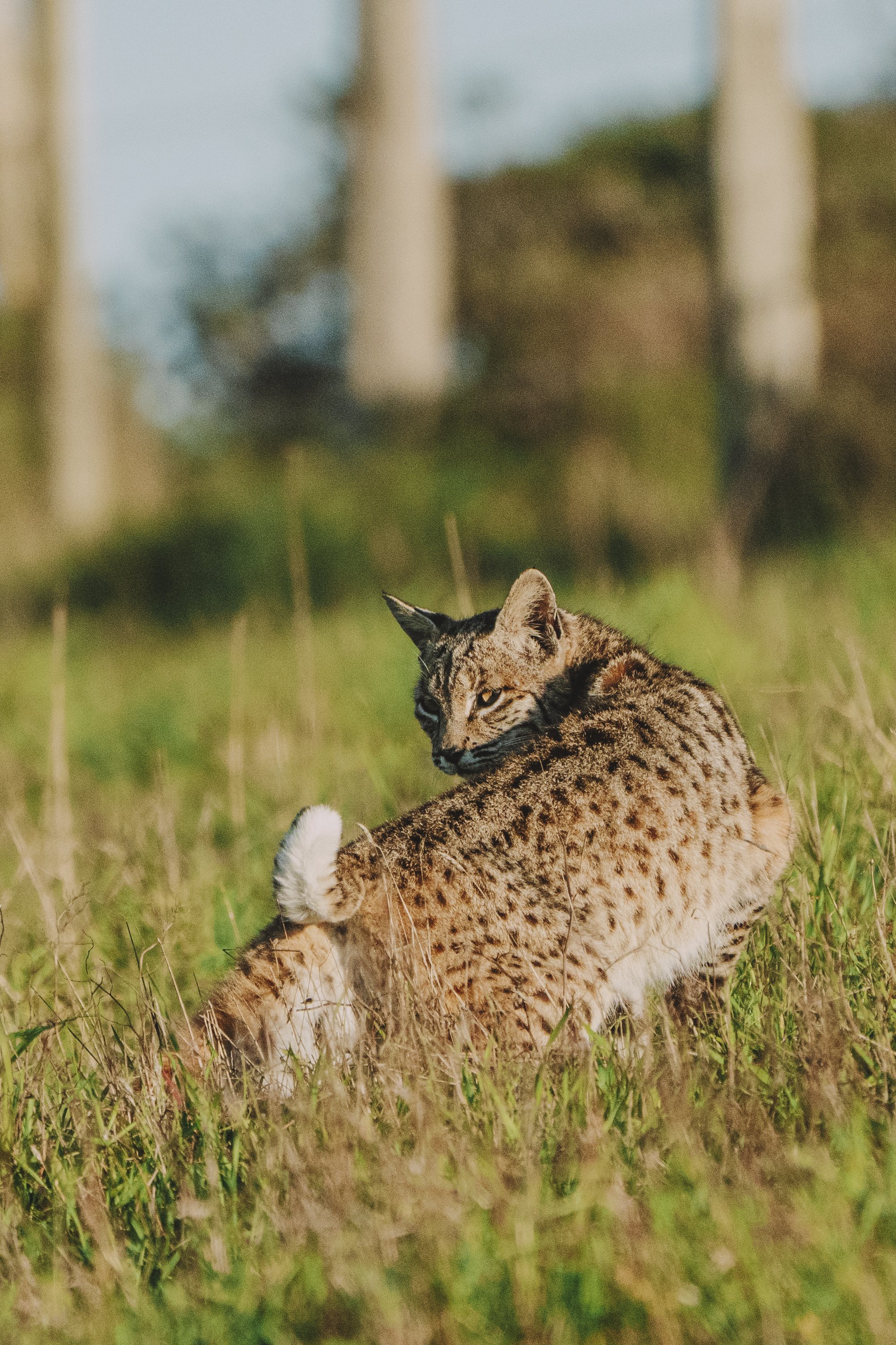 A bobcat lopes over a hill off Marshall Road at Pt. Reyes national seashore