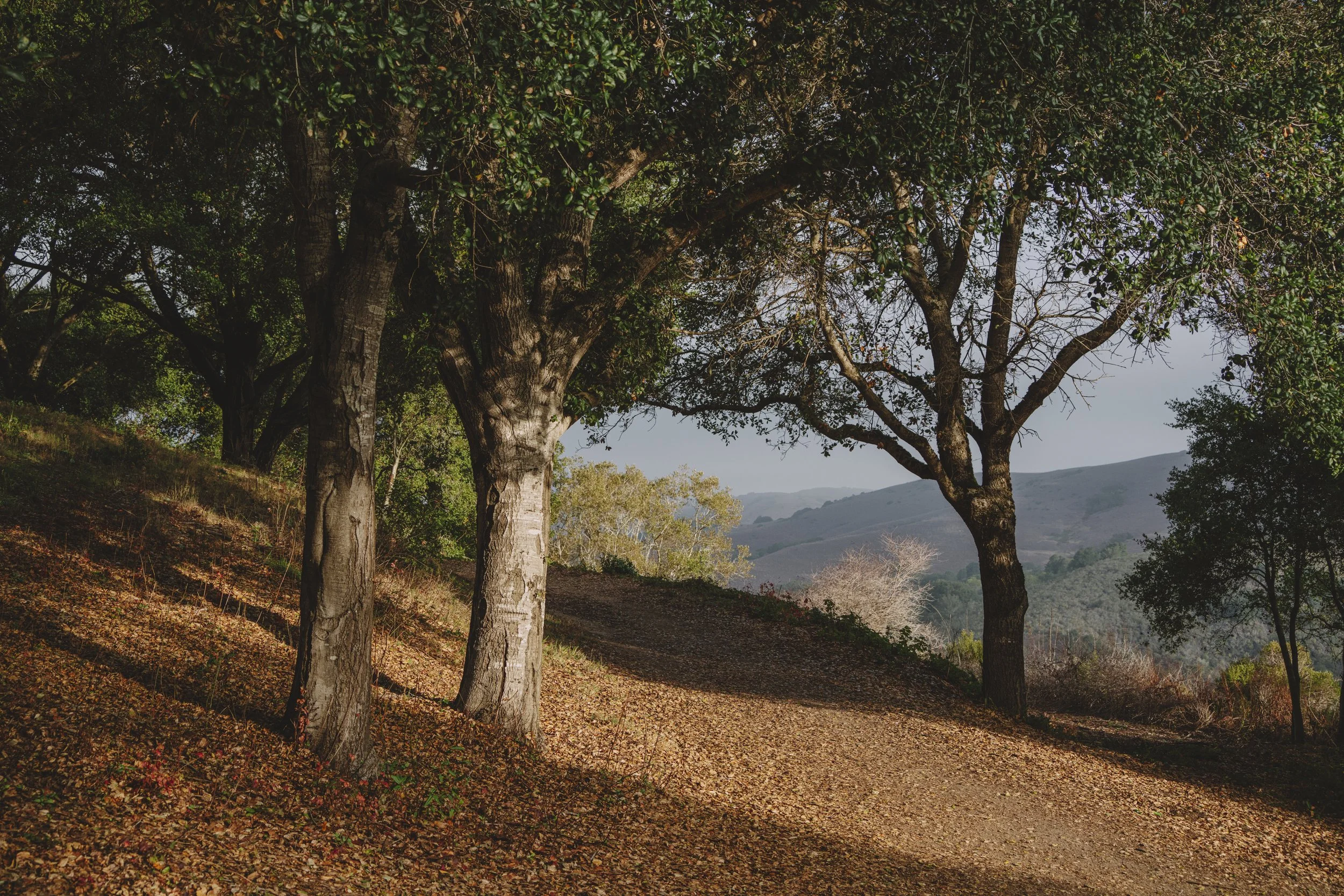 the early morning sun shines rosily across the Old School Path, lighting up the coast live oaks and their fallen leaves.