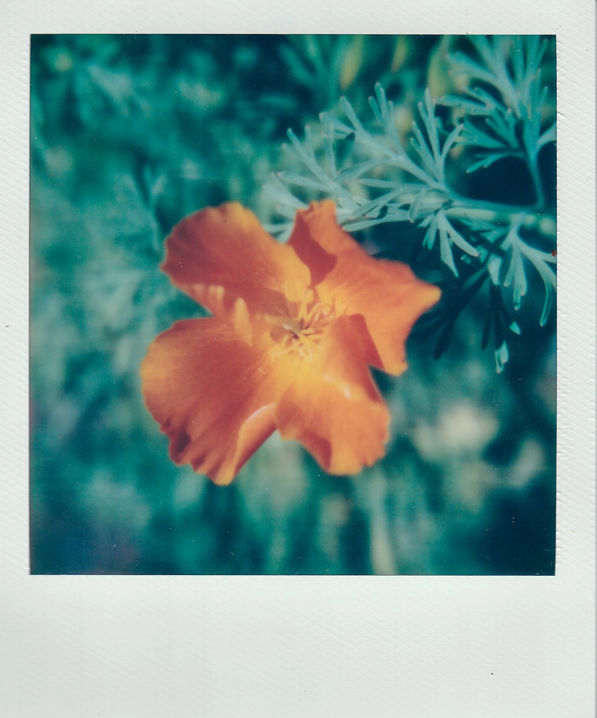 Polaroids-8.jpg