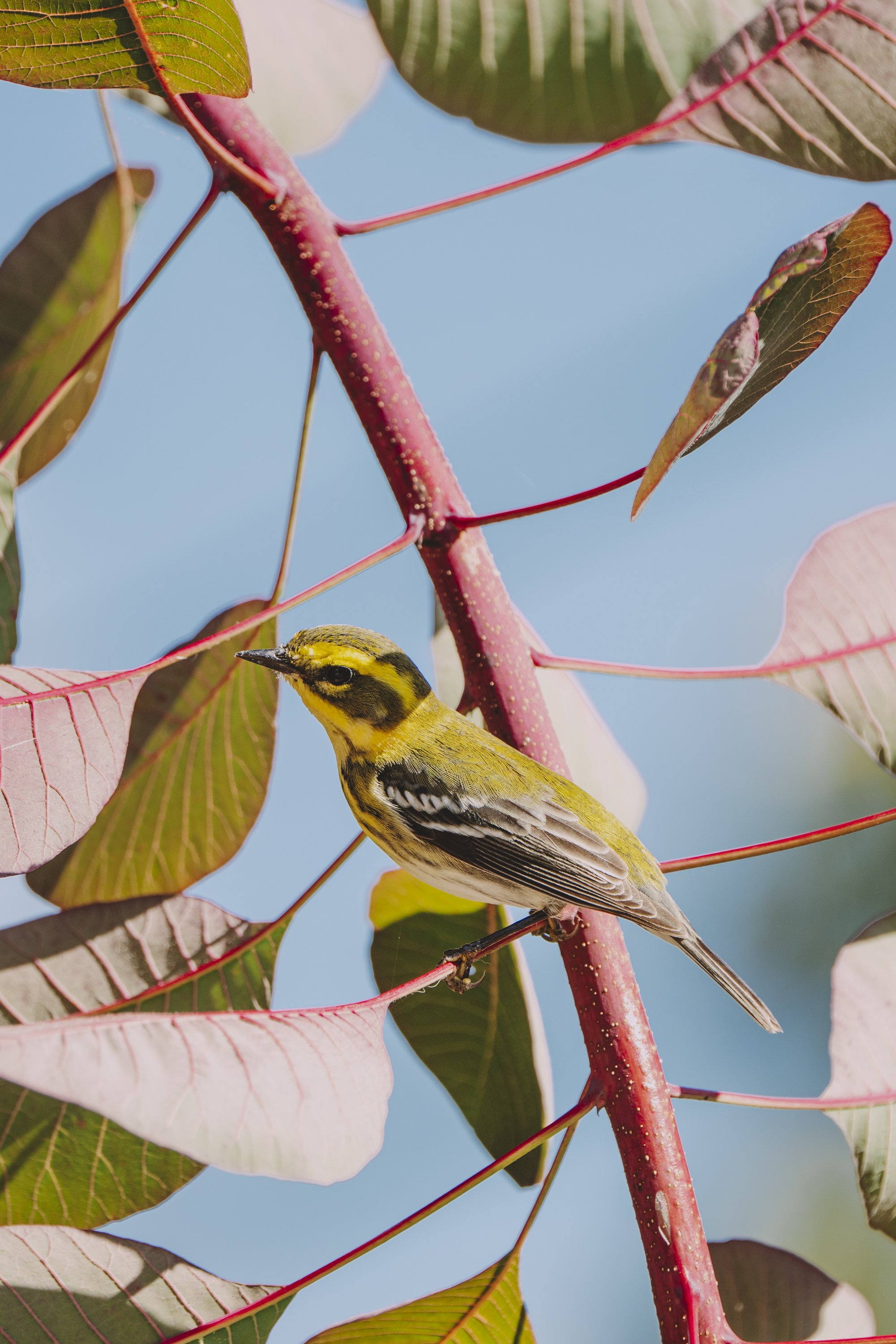 a townshend's warbler perches between bouts of termite hunting.