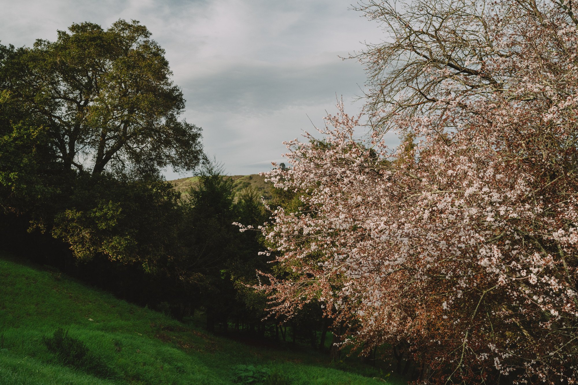 Wild plums flower on a green hillside in spring.