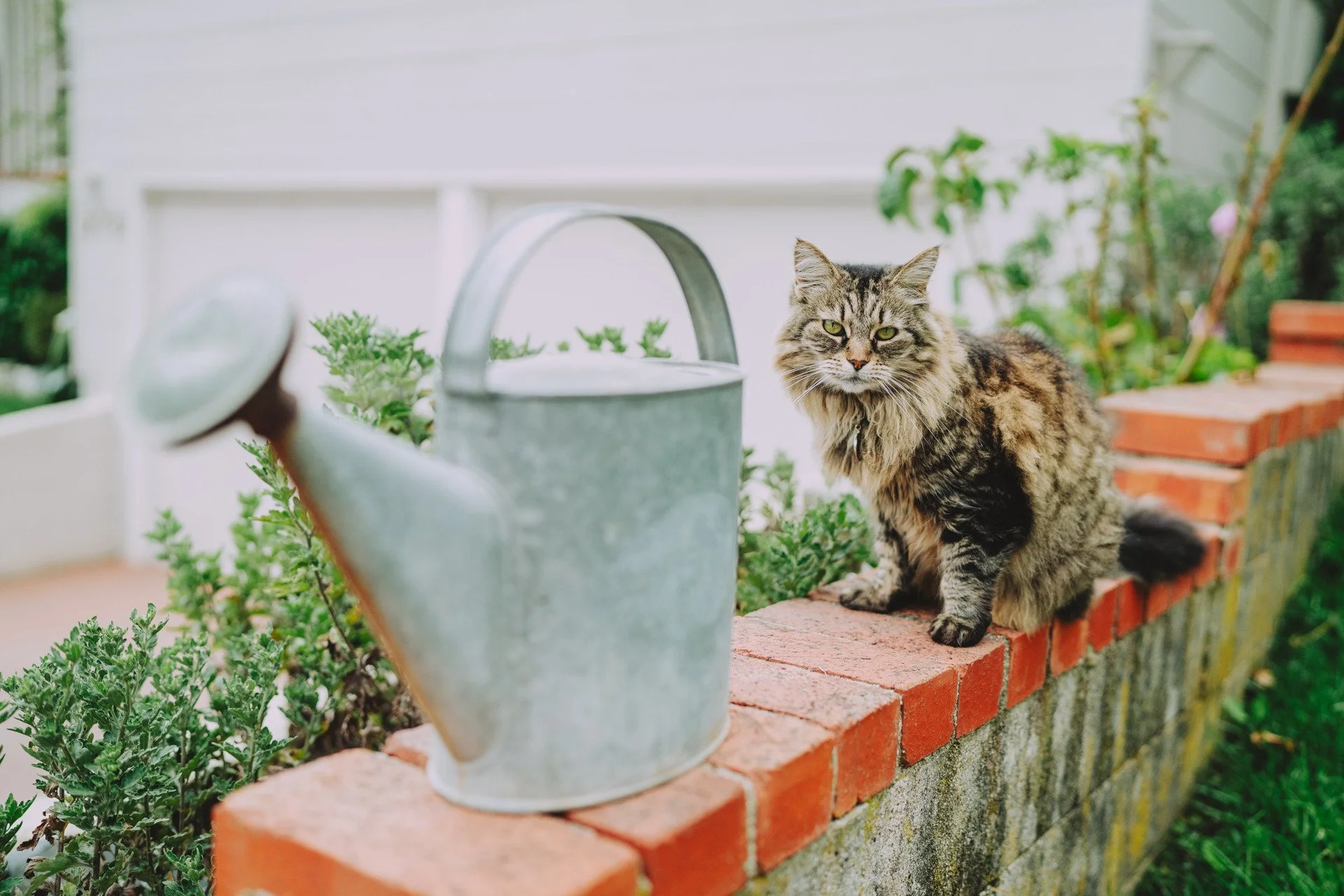 an outside cat with long fur sits atop a garden wall nest to an aluminum watering can