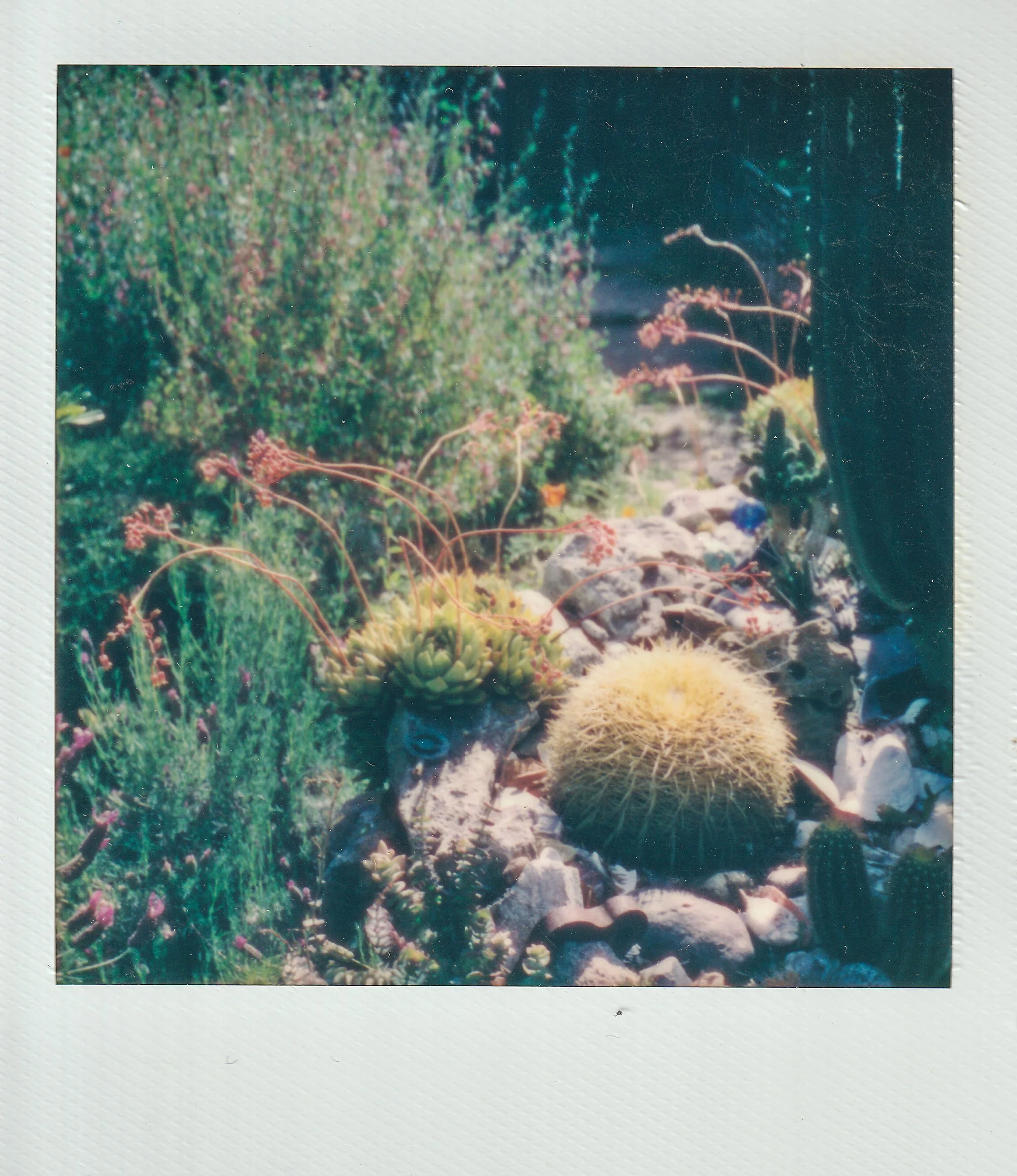 Polaroids-19.jpg