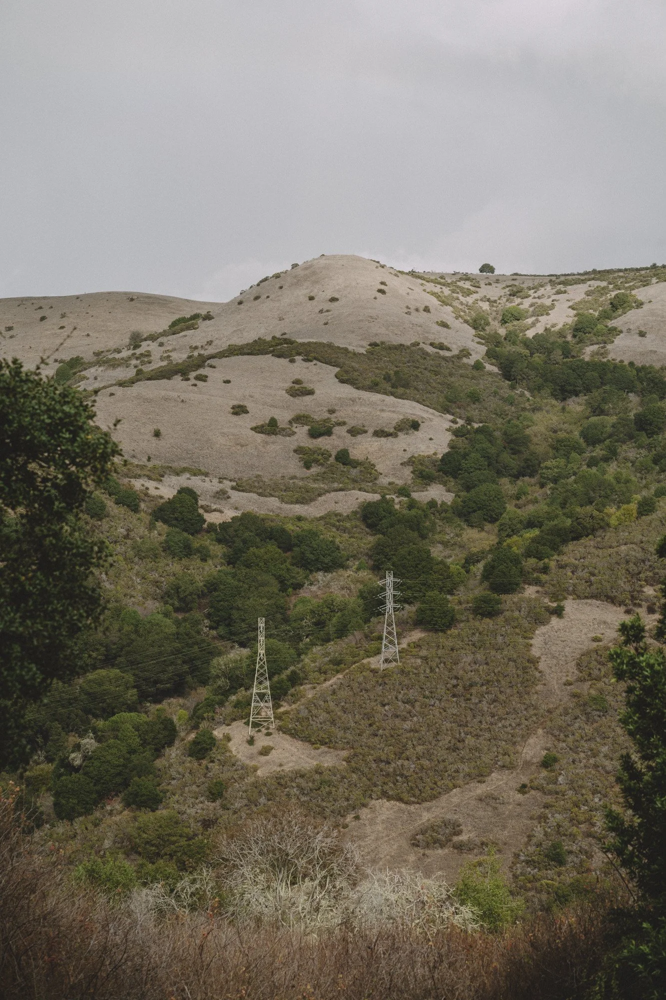 Power lines crawl up a dry and densely vegetated hillside in Wildcat Regional Park on a cloudy day.