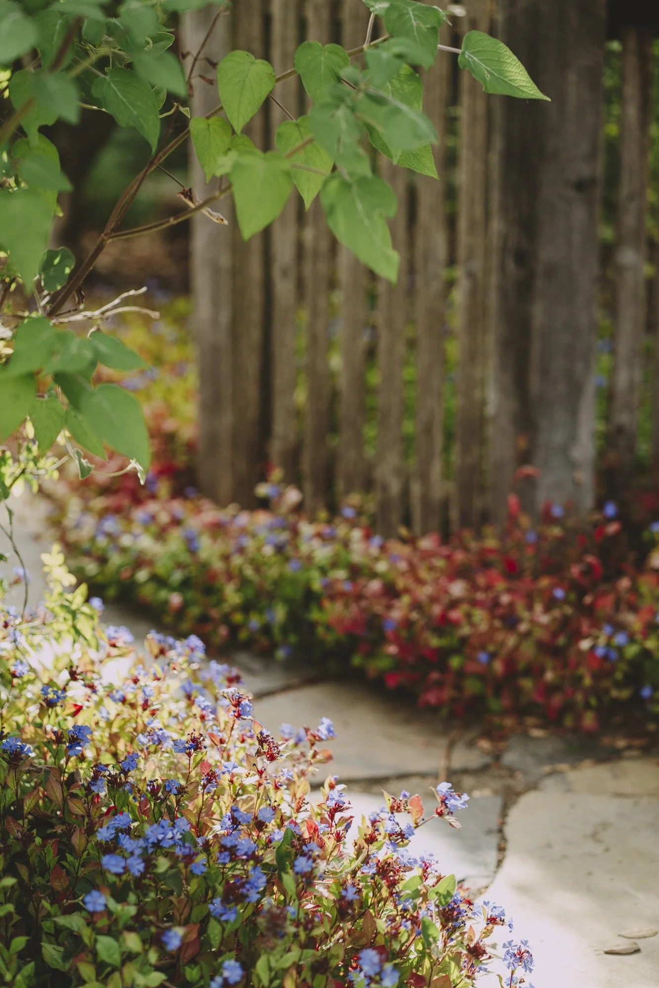Dwarf Plumbago (Ceratostigma plumbaginoides) grows along the stony footpath through someone's front gate.