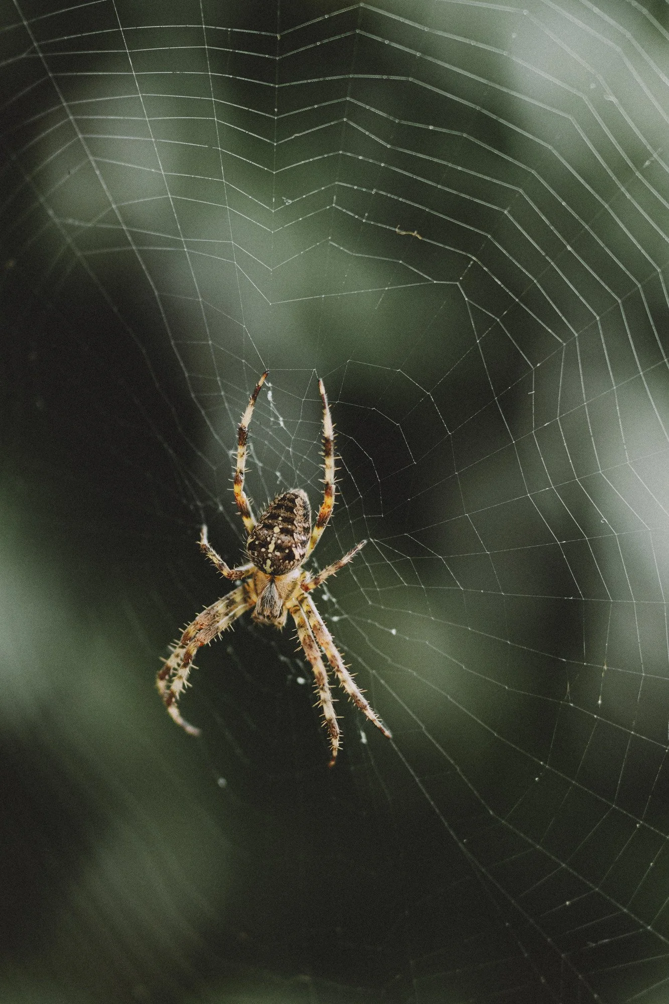 A beautiful orb weaver spider hangs in the center of its web.