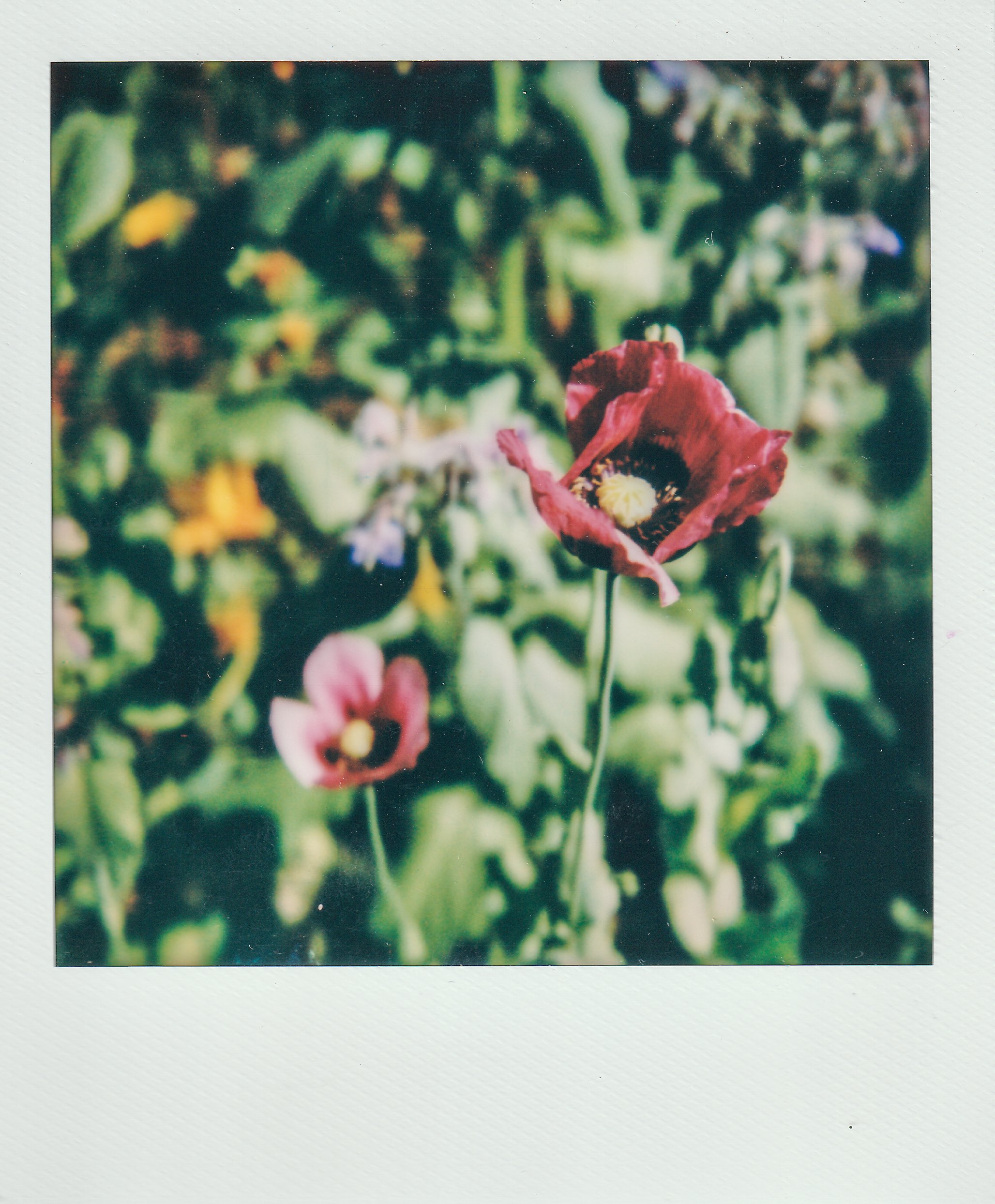 Polaroids-30.jpg
