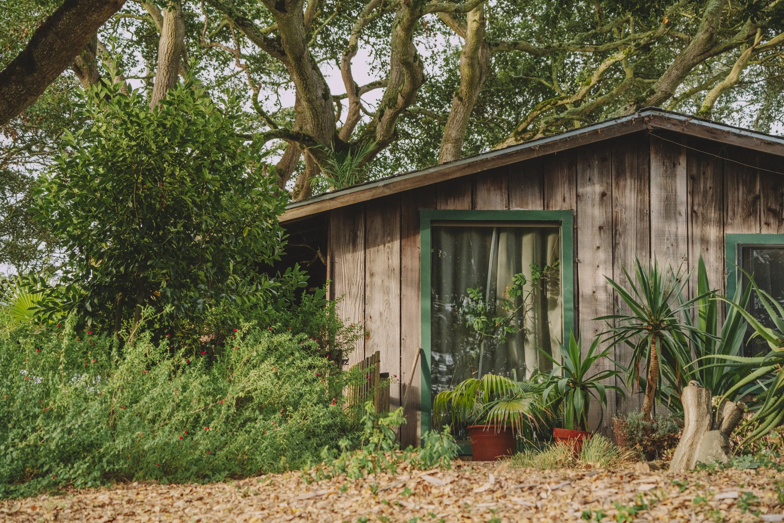 A wood-sided bungalow surrounded by succulents, ornamentals, and coast live oak (Quercus agrifolia) makes an inviting view.