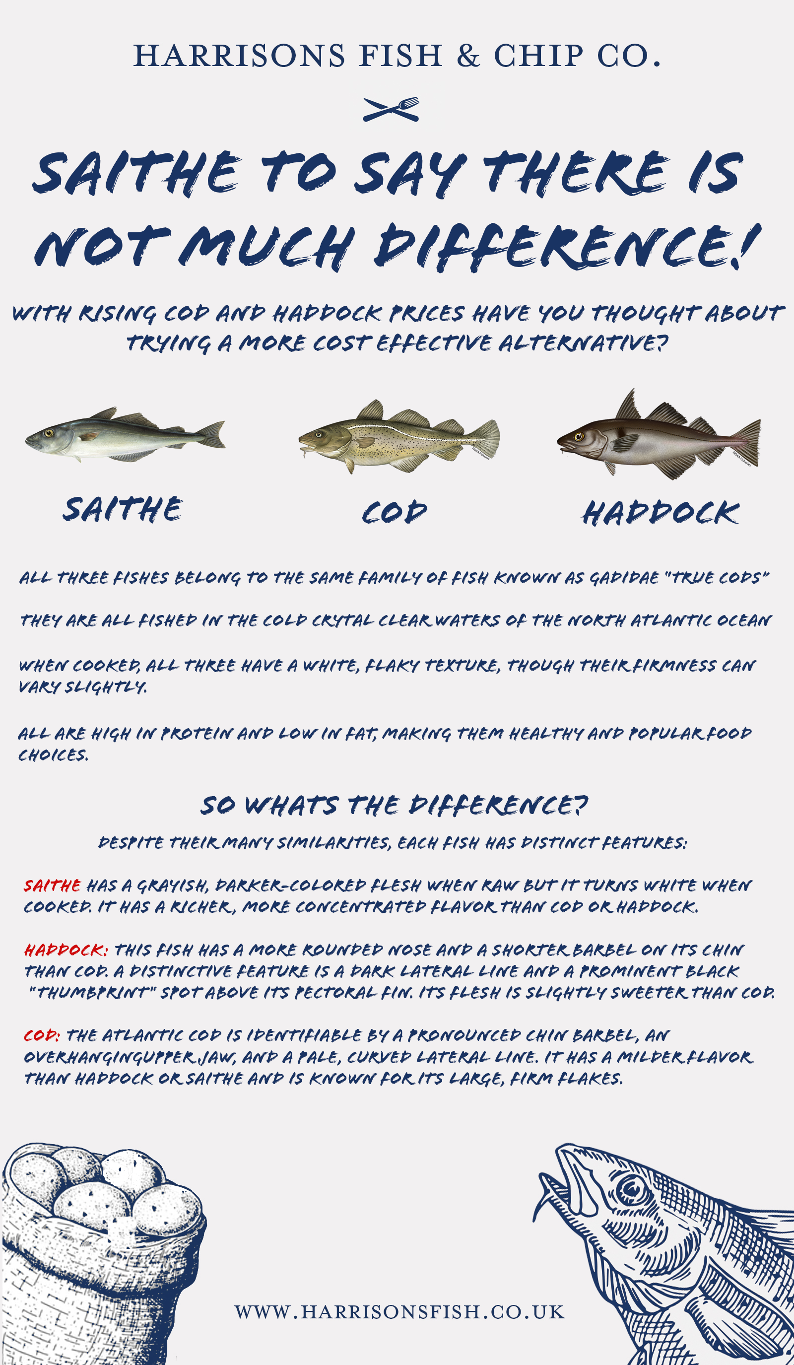 An informational poster by Harrisons Fish & Chip Co. comparing three fish species: saithe, cod, and haddock. It includes images of each fish and a drawing of a fish and a basket of fish balls at the bottom, with text describing their differences.