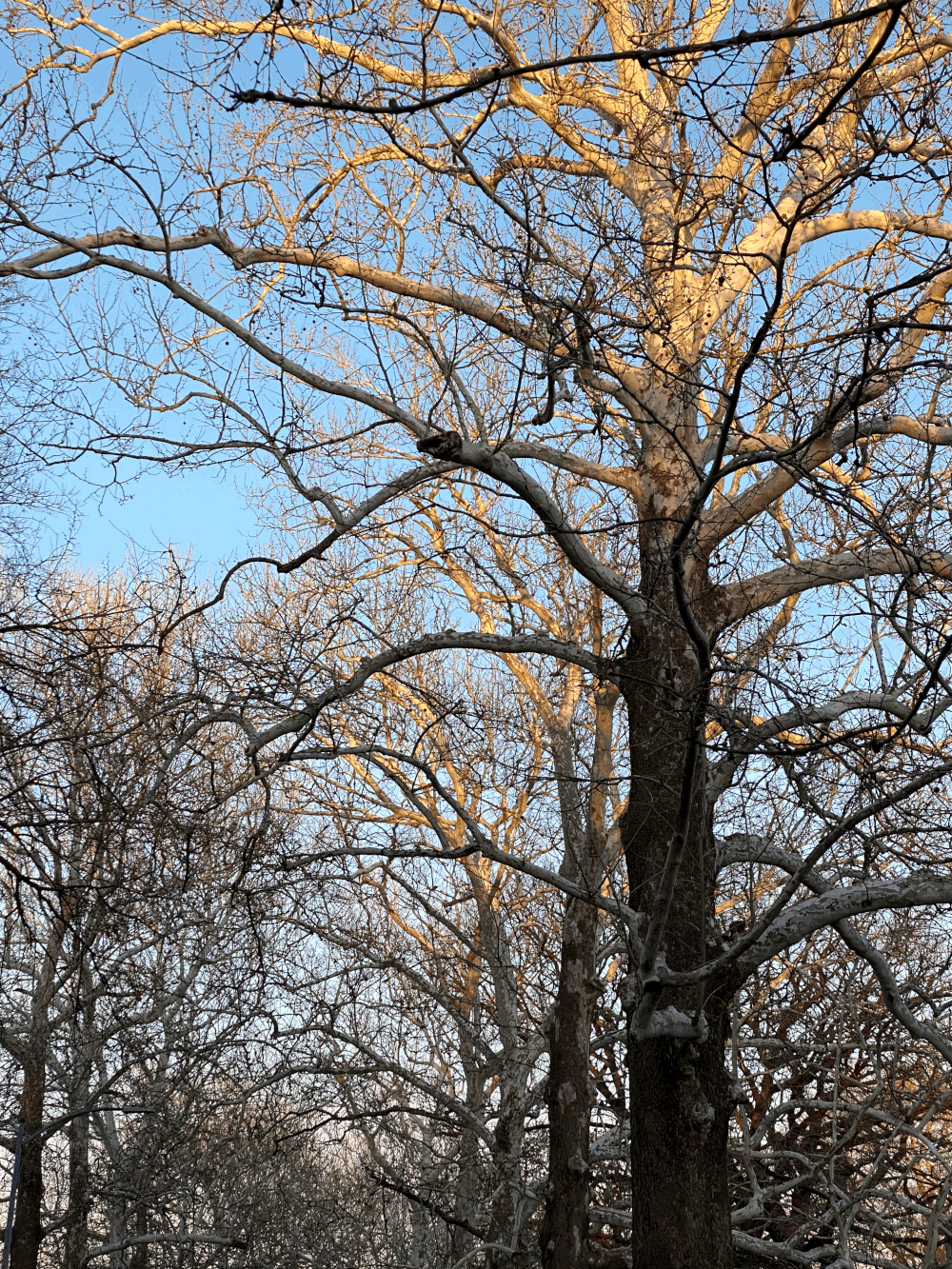 Events — Bemis Park Neighborhood Association