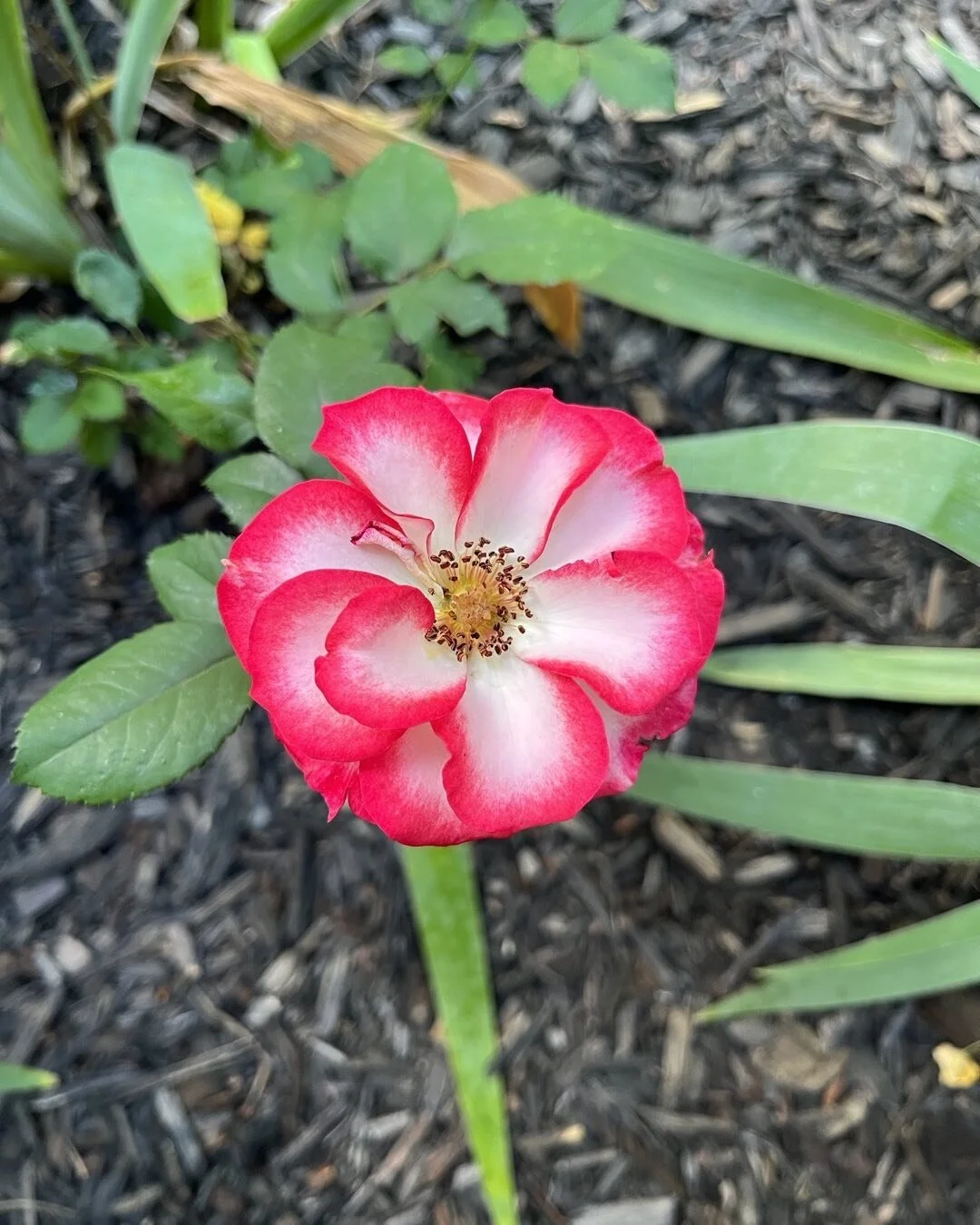 🌸 Embracing the Vibrant Energies of Nature! 

Today, I'm captivated by the beauty of this stunning flower, and I can't help but share it with all of you.

Hot pink, white, and yellow &mdash; a mesmerizing blend of colors that symbolizes joy, purity,