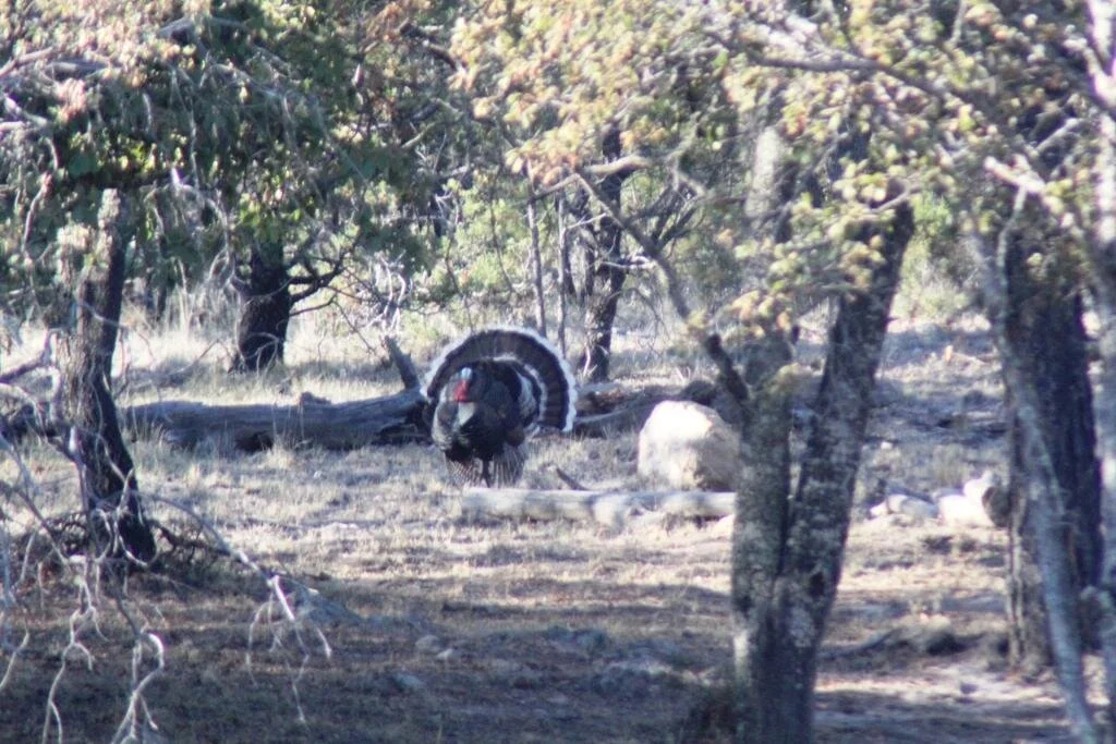 Goulds turkey hunt in mexico 11.JPG