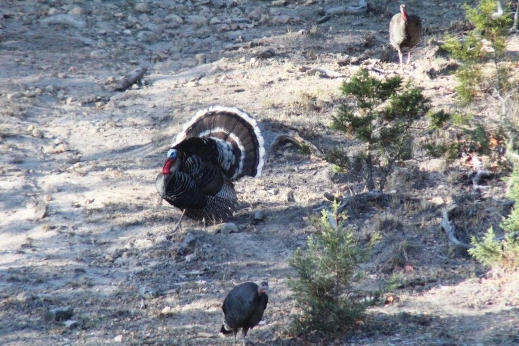 goulds turkey hunt in mexico 13.JPG