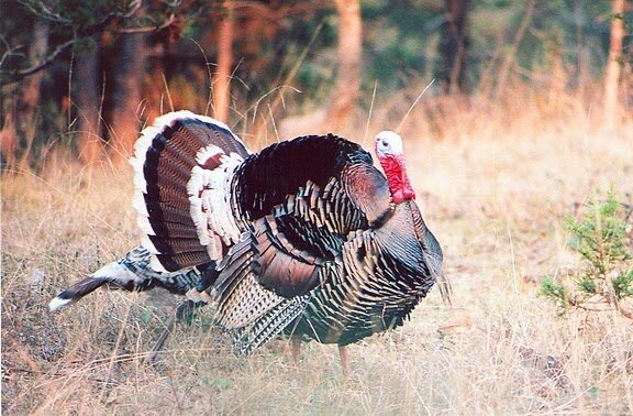goulds turkey hunt in mexico 17.JPG
