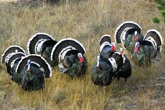 Goulds turkey in Mexico.