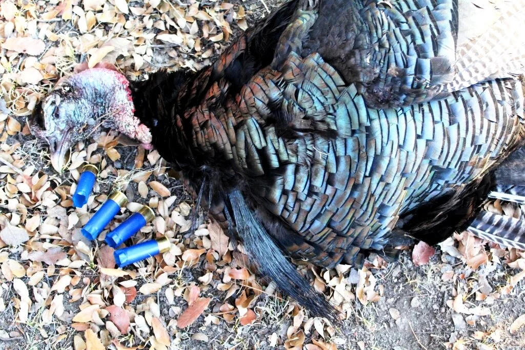 Goulds Turkey Hunt 04.JPG