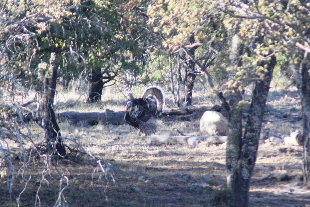 goulds turkey hunt in mexico 12.JPG