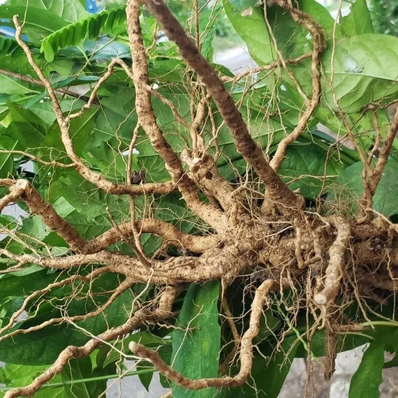 Super-mune - Guinea Hen Weed