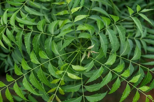 Glow- Neem Leaf