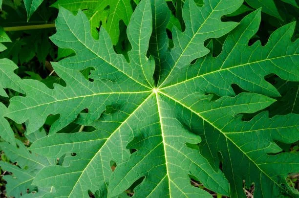 No Pressure- Pawpaw Leaf