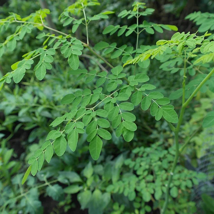 Power House- Moringa Leaf