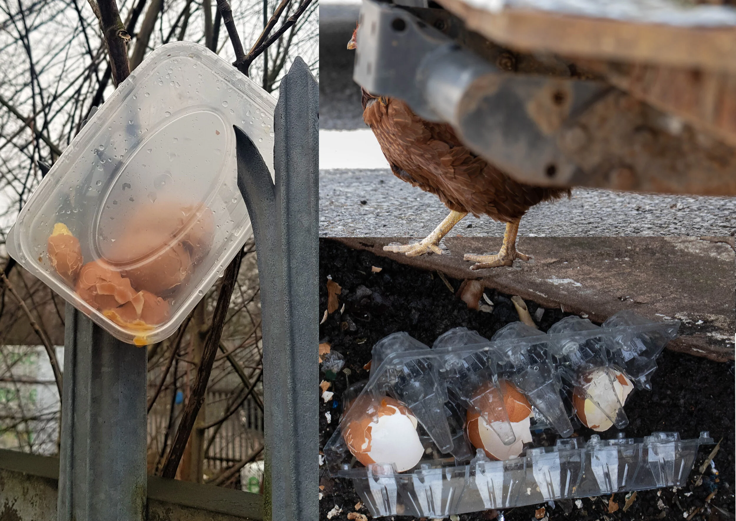 chicken & egg.jpg