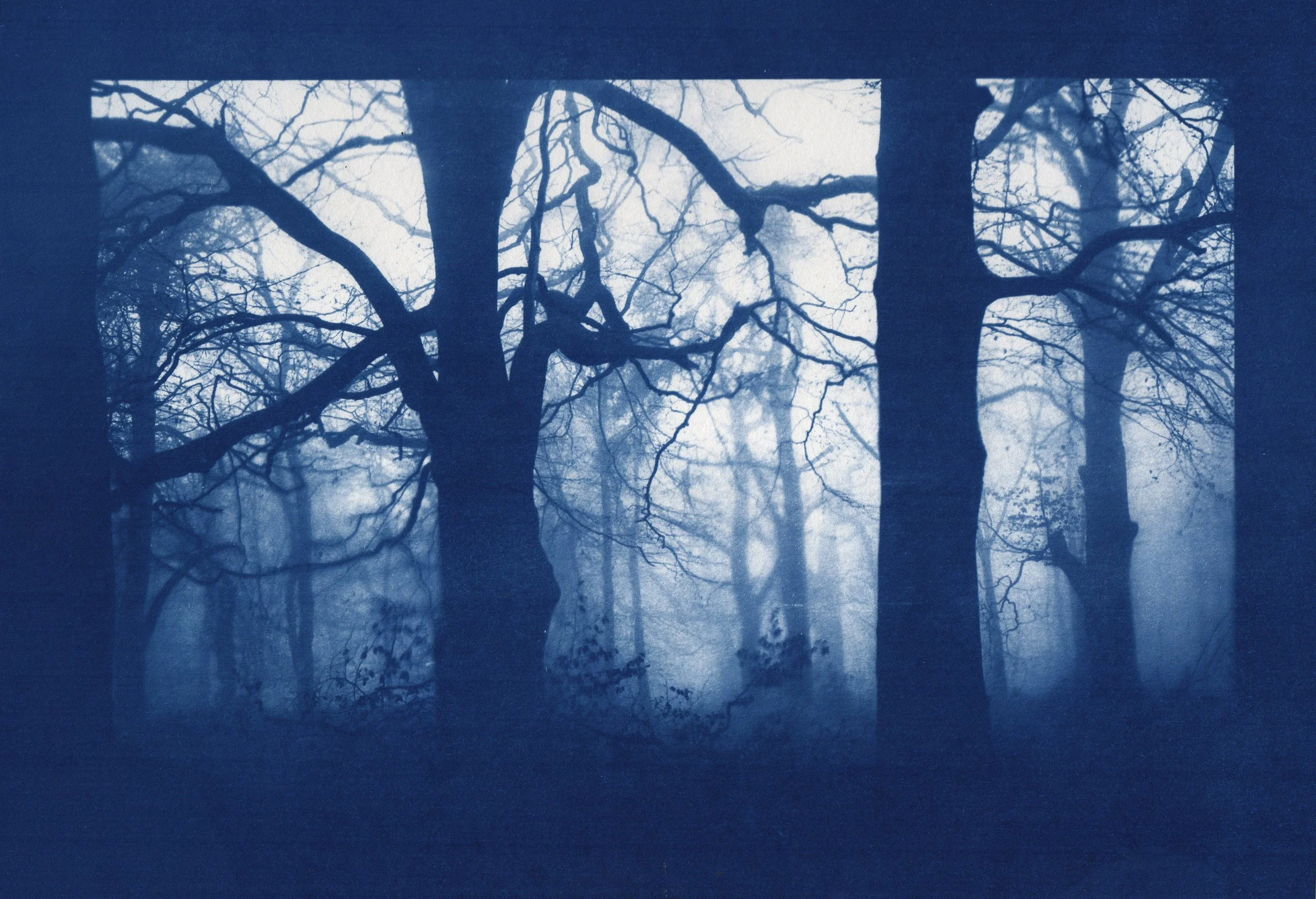 Cyanotype prints