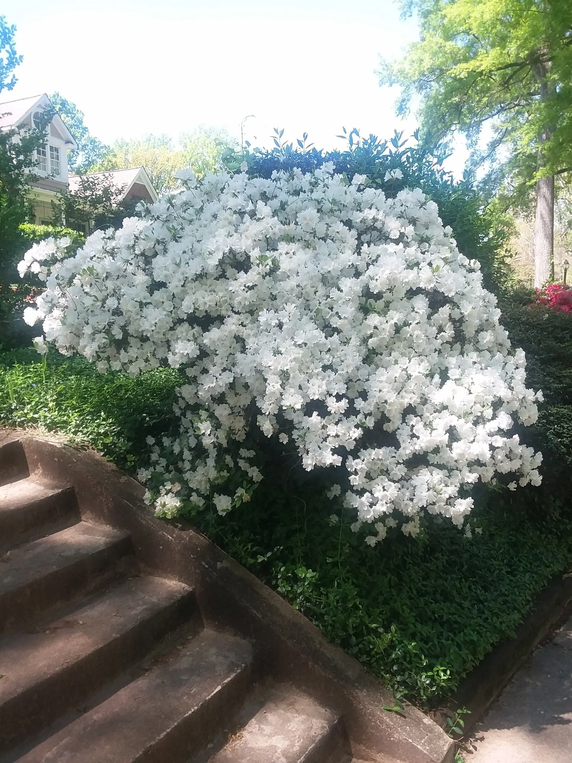 spring azaleas.jpg