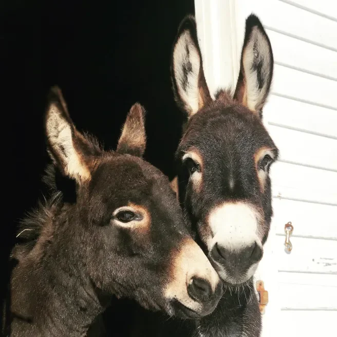 Queer Herd Nature Immersion