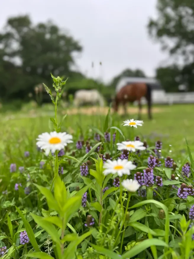 Queer Herd Nature Immersion