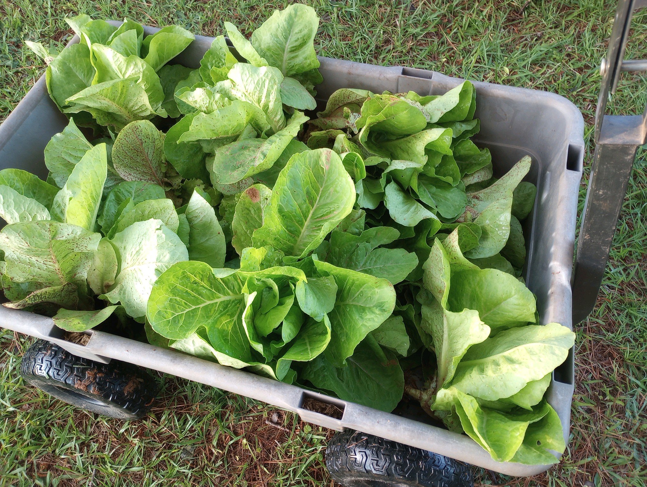 Lettuce