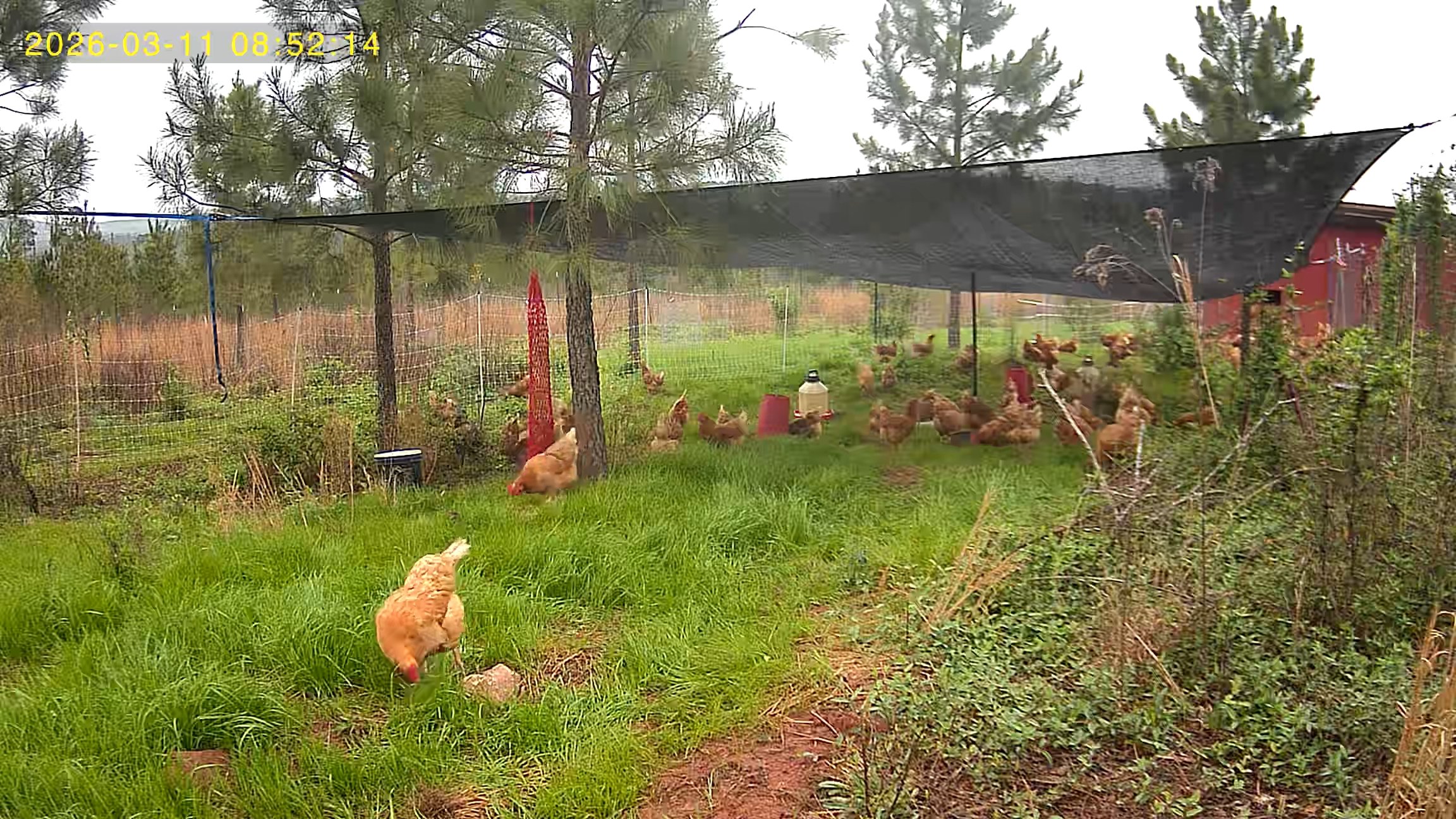 chickens & rye grass in W1.jpg
