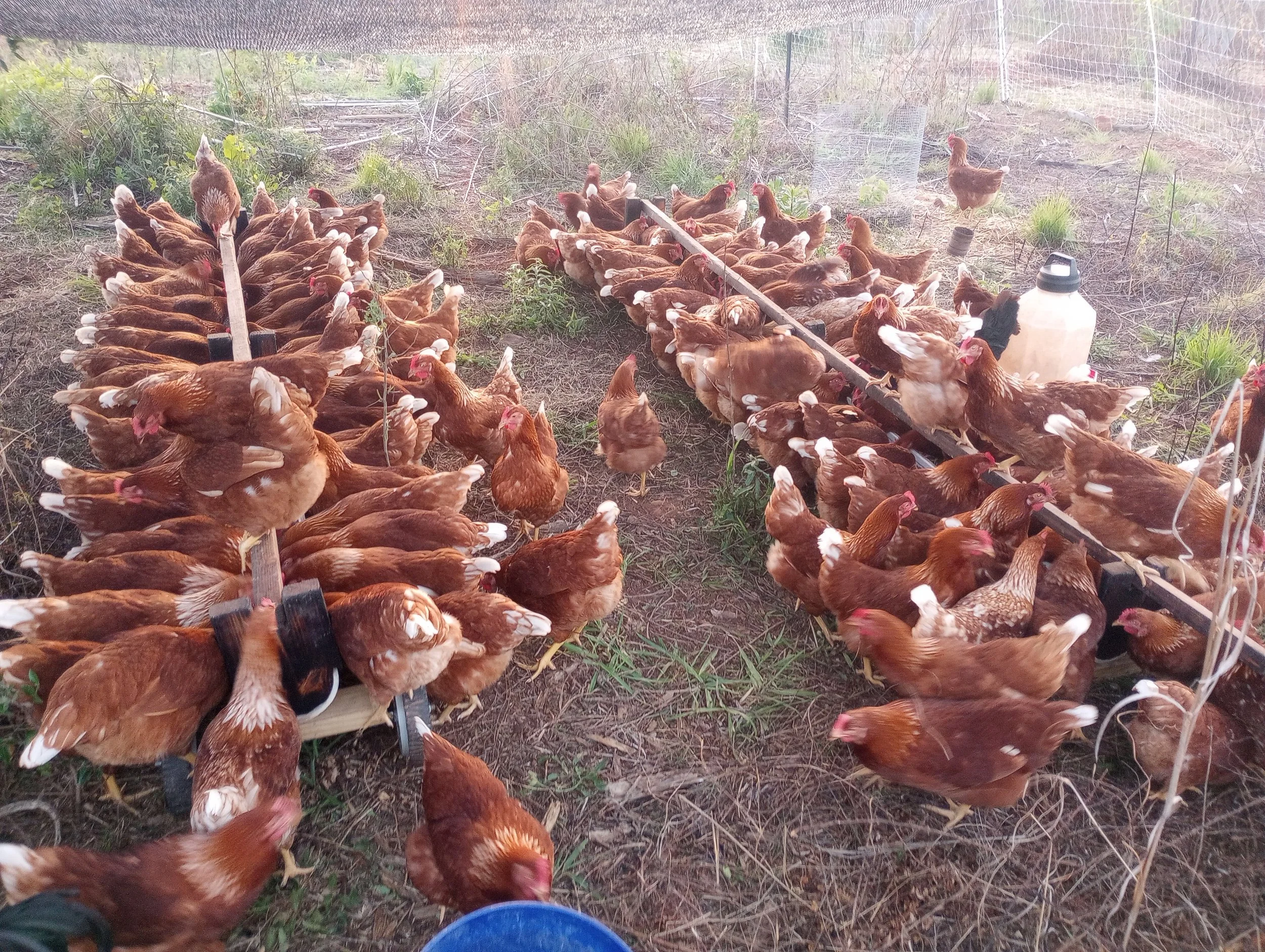 trough feeder in use2.jpg