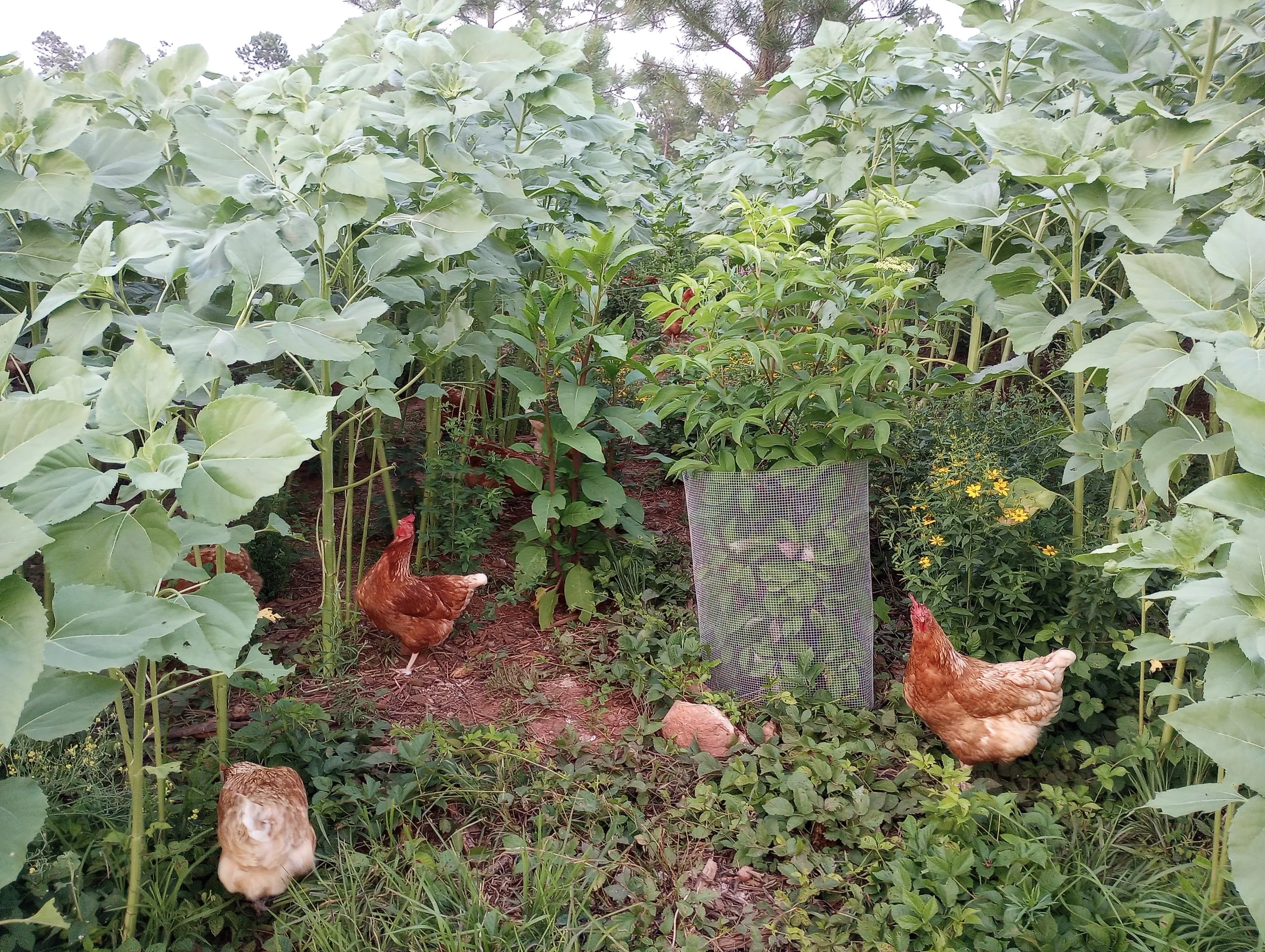 tall sunflowers & chickens.jpg