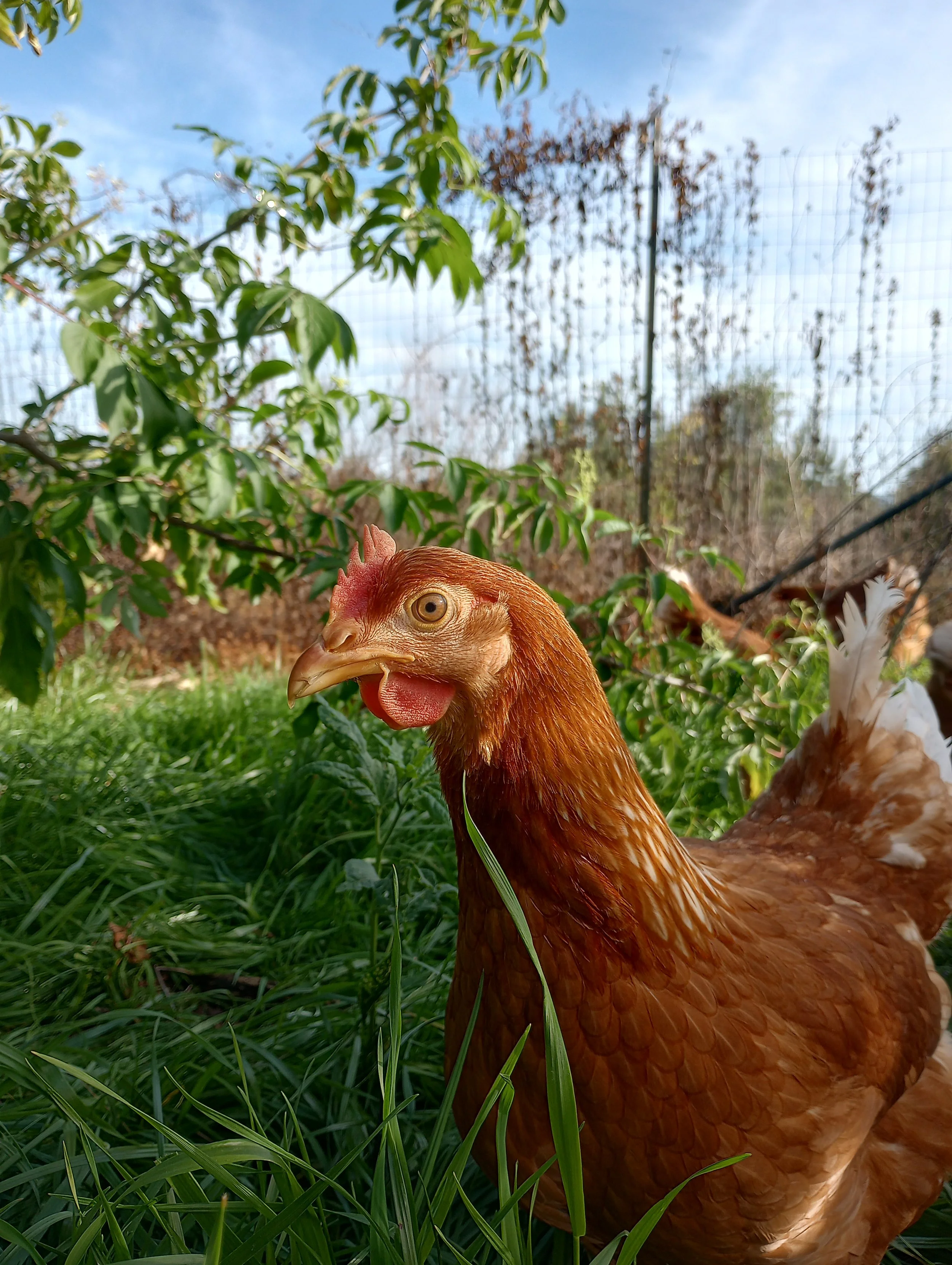 bird in paddock w: elderberry.jpg