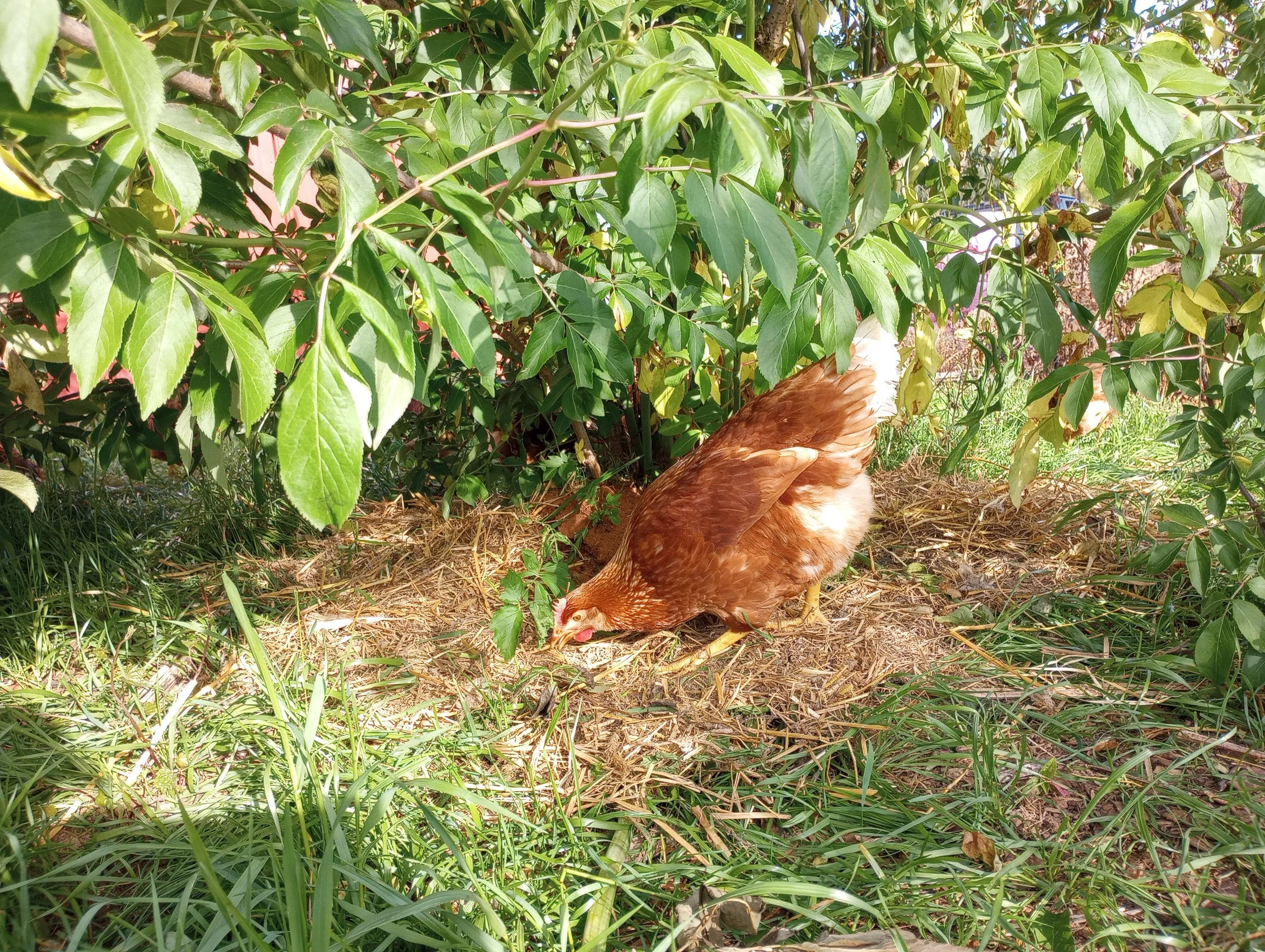 bird foraging under elderberry.jpg