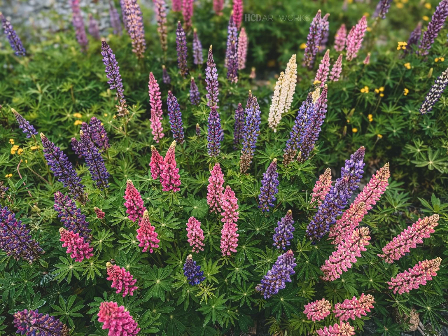 If you want a bouquet of wildflowers, this is absolutely the time to get &lsquo;em. 😍🪻 And this batch is directly behind our garage, omggg.

Which colour do you love best? I can&rsquo;t get over the bright pinks! 🩷

#newfoundlandandlabrador #hcdar