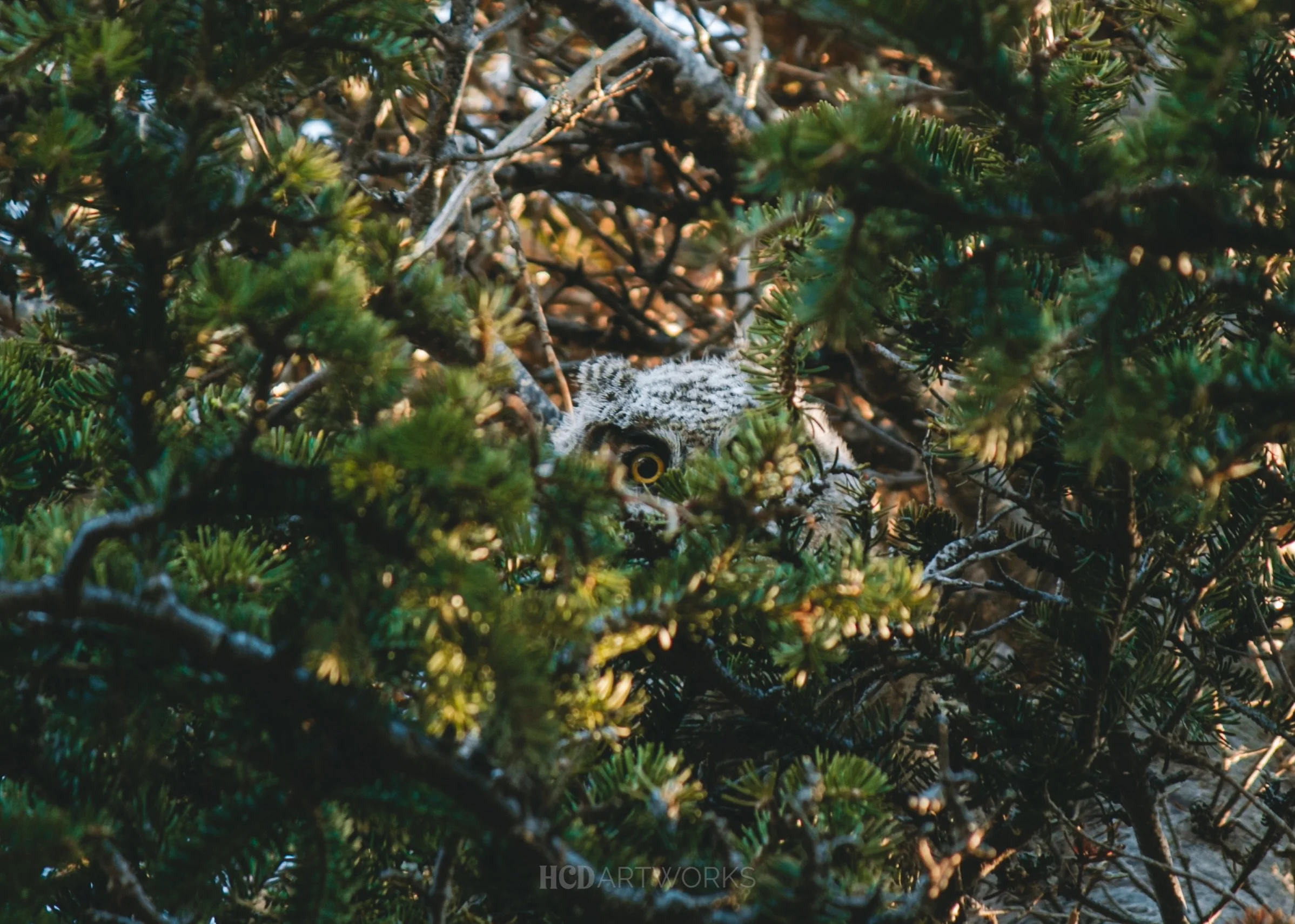 A security camera, but make it a baby owl. 😍🦉

What a treat to witness this Great Horned Owlet tonight! 🤎

#hcdartworks #greathornedowl #explorenl #sharecangeo #canadianwildlife @cangeo @cwf_fcf @wwfcanada @merlin.bird.id