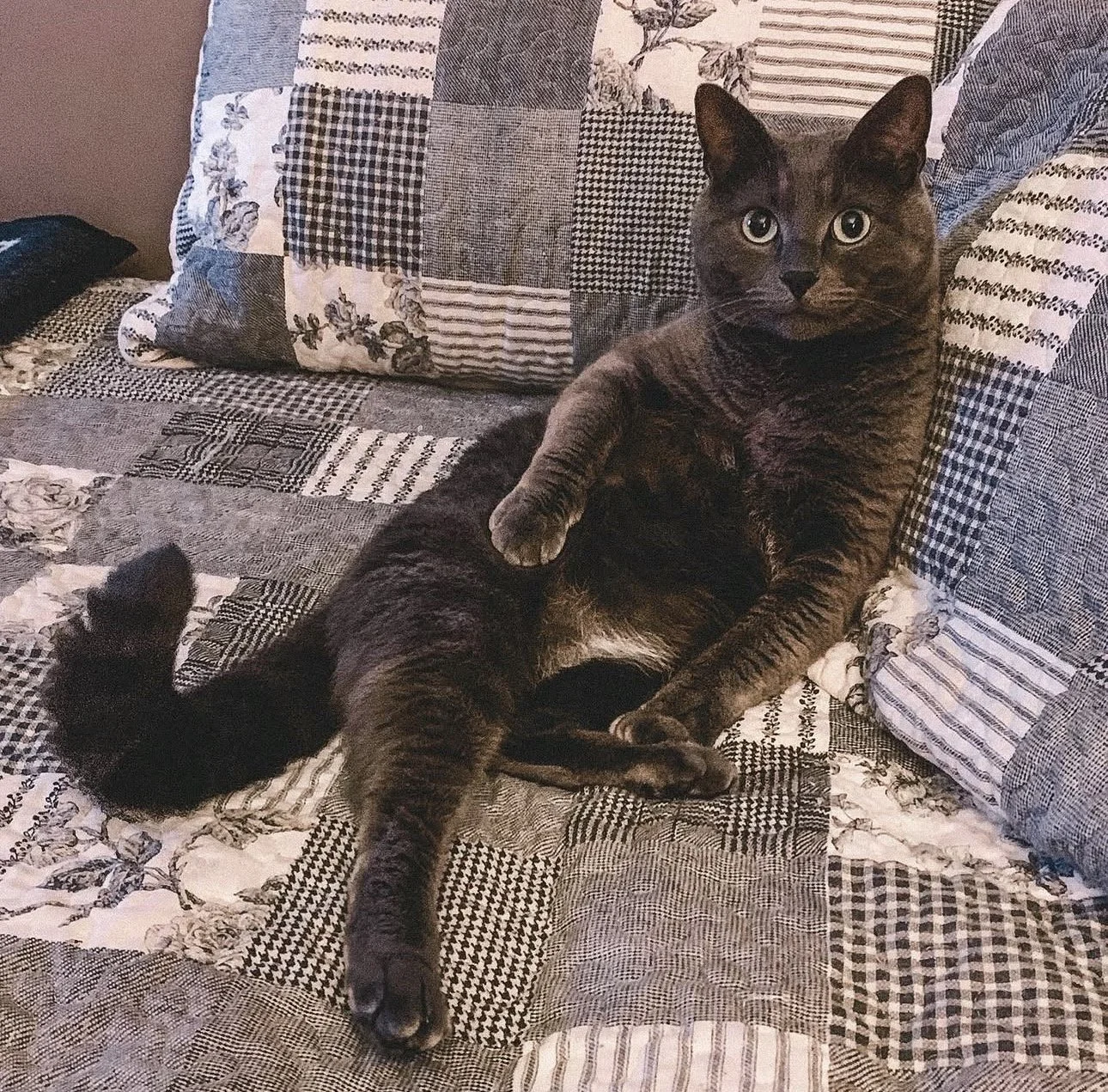 Smokey, Heather's deep charcoal and silvery cat sits comfortably, like a person laid back, on a patchwork blanket with floral and checked patterns. One paw is extended and his tail is curled up in a hook-shape to the side.