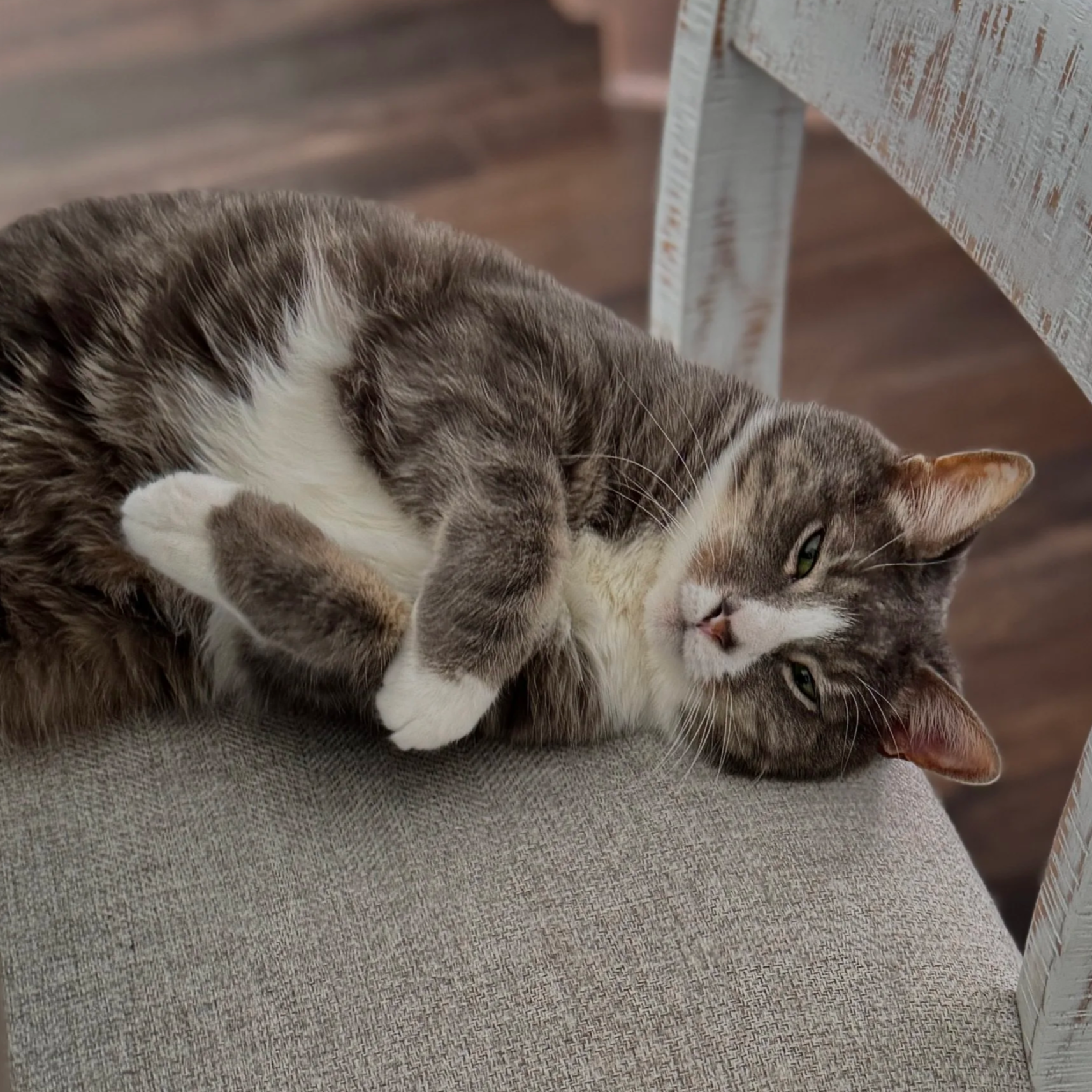 Elliot, Heather's grey & white cat lying on a linen-coloured cushion of a distressed white wooden kitchen chair, with a deep coloured wooden floor in the background. Elliot is on his side facing the camera, with arms and paws crossed very cutely.