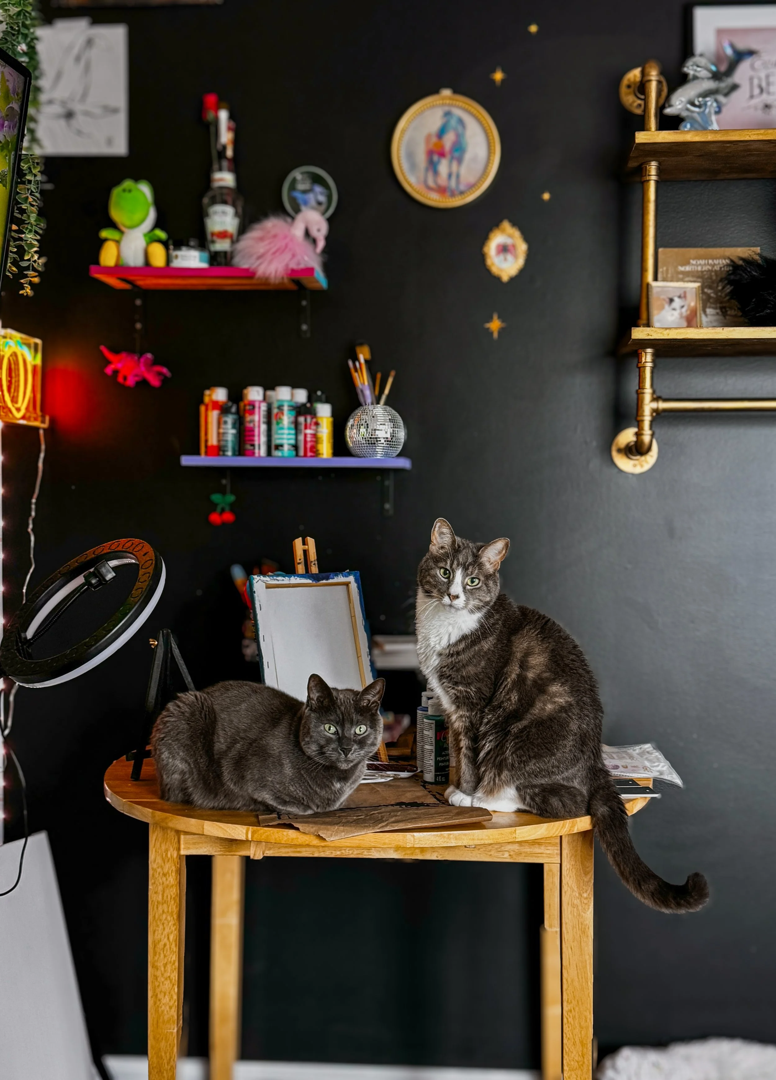 Two gray and white cats sitting on a wooden table in front of a black wall with shelves and decorations. One cat is lying down, and the other is sitting upright with its tail hanging over the edge of the table.