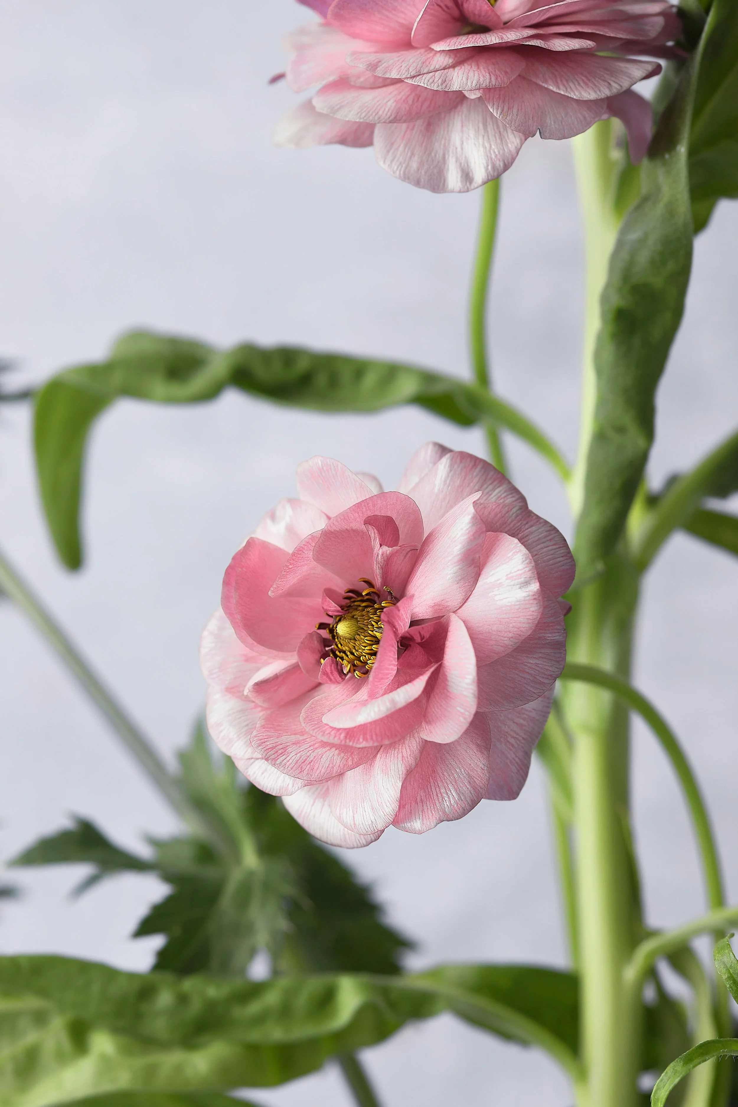 Close-up of a pink and white ranunculus flower with green leaves against a light gray background.