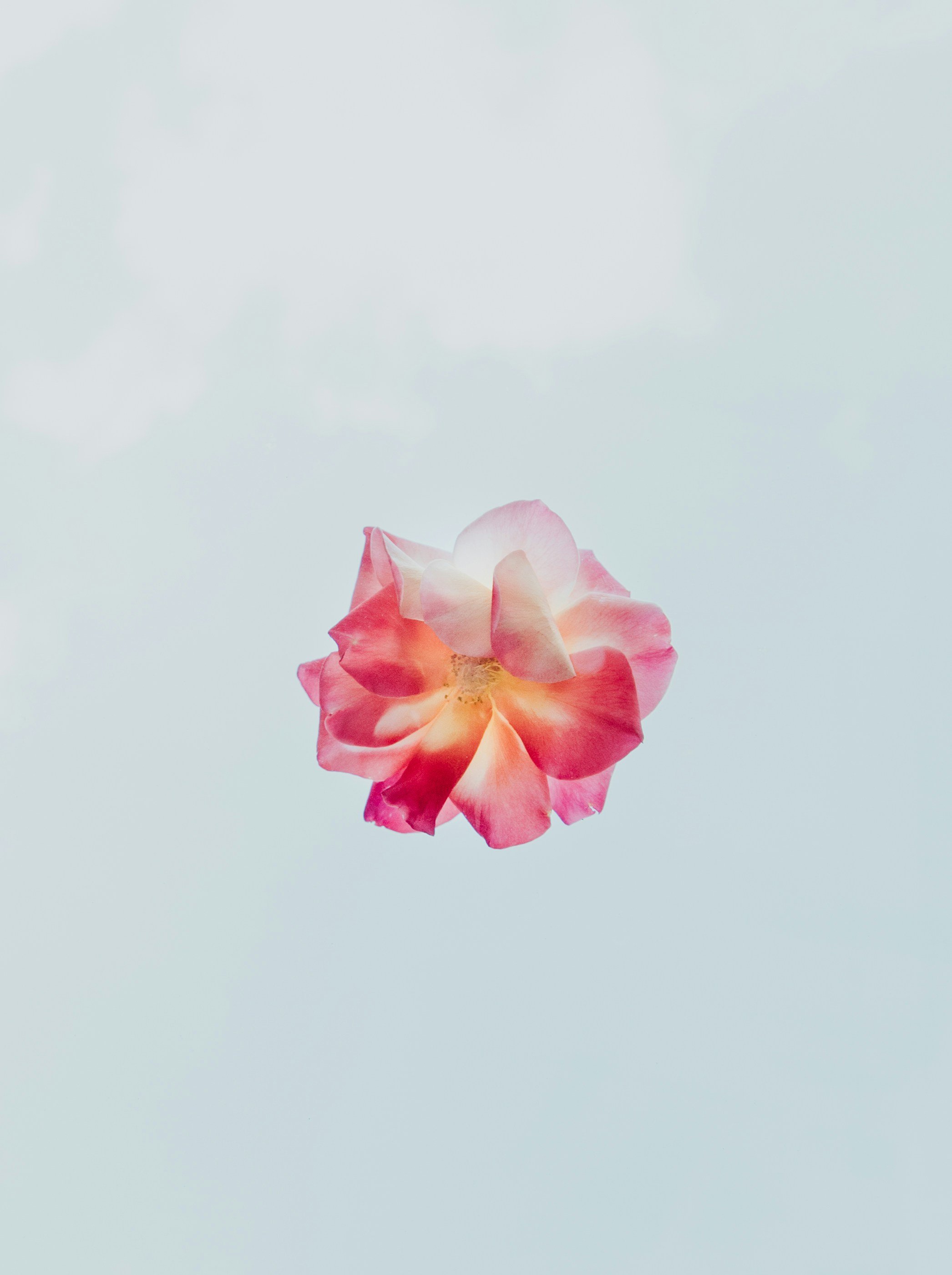 A pink and peach-colored rose petal against a light blue sky background.