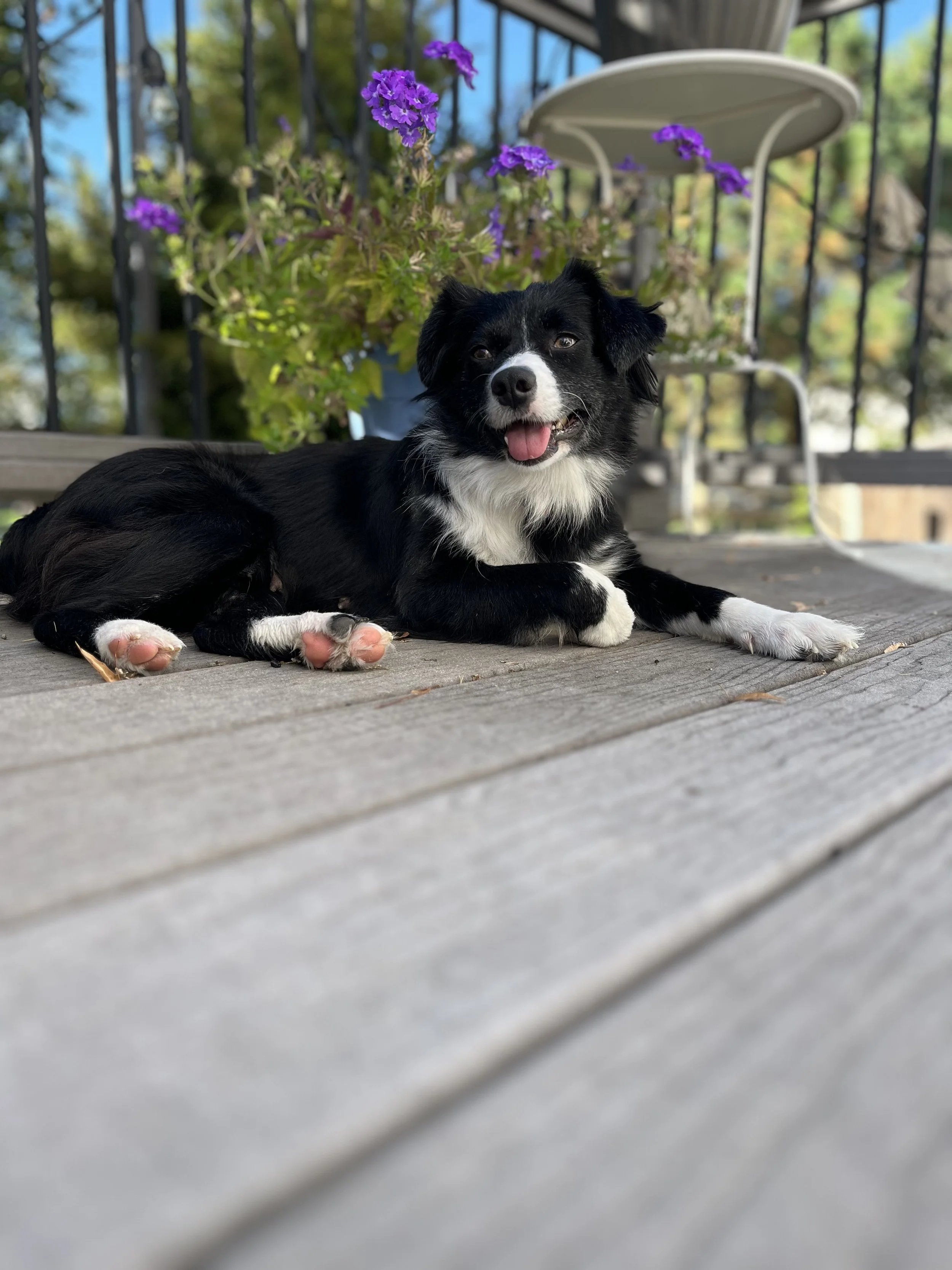Small black and white dog laying down.